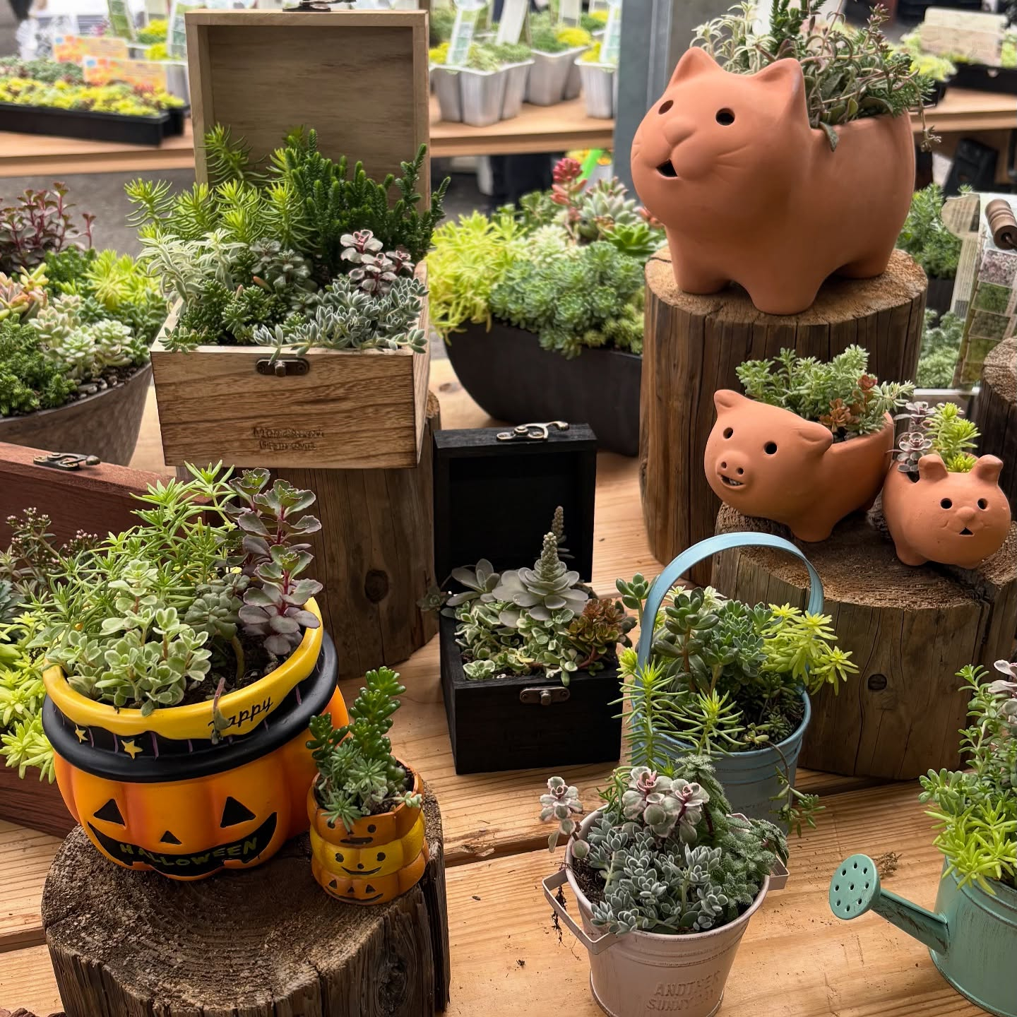 長野・山梨で開催されたフラワートライアルジャパンに行ってきま...