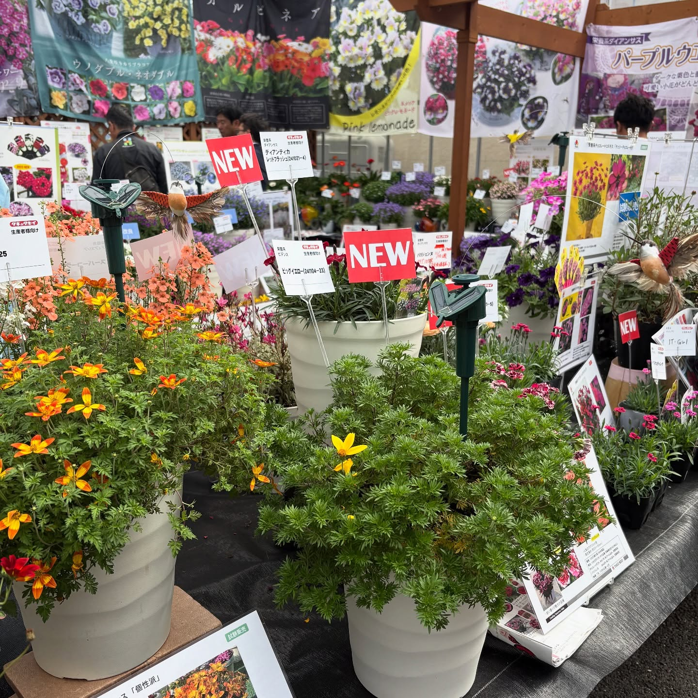 長野・山梨で開催されたフラワートライアルジャパンに行ってきま...