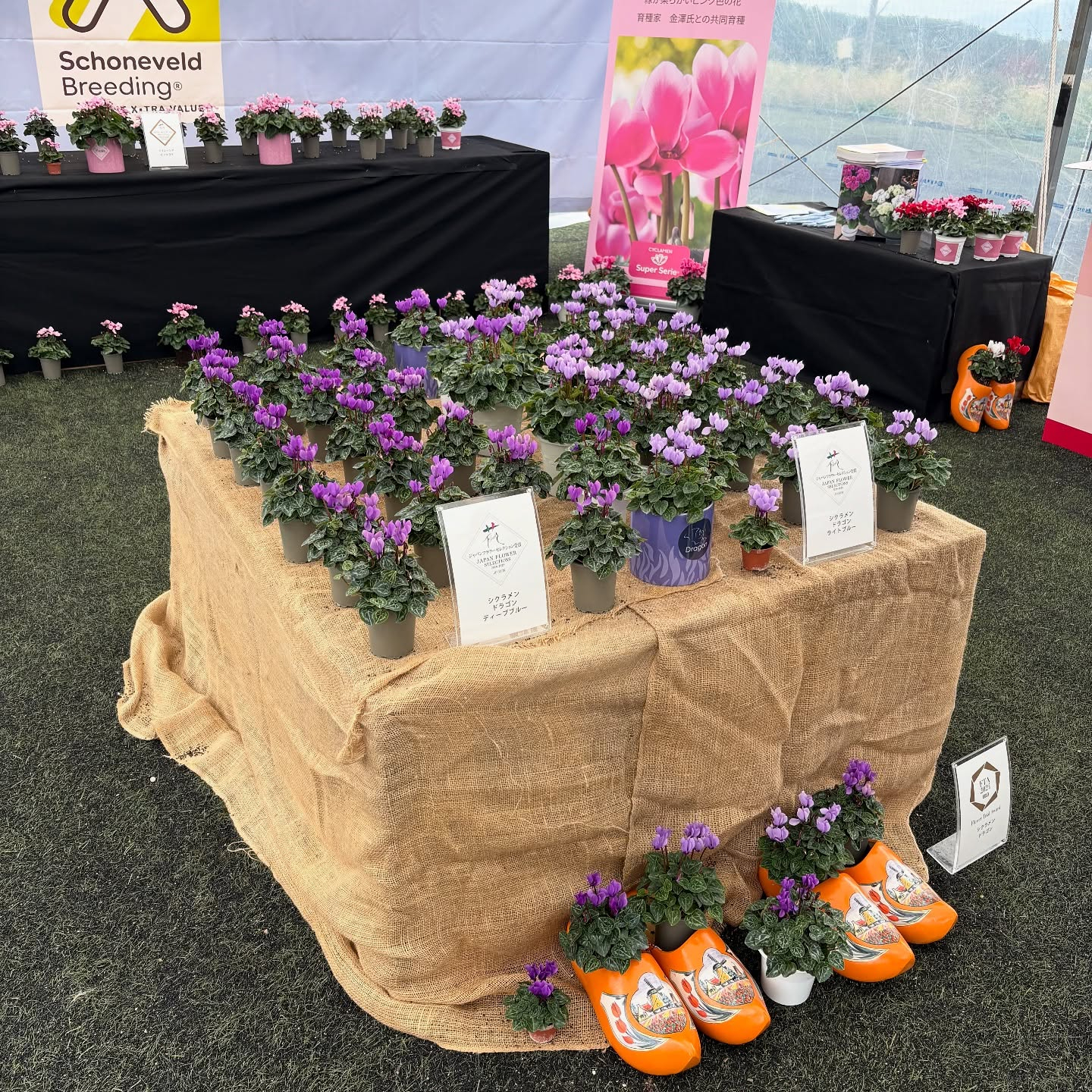 長野・山梨で開催されたフラワートライアルジャパンに行ってきま...