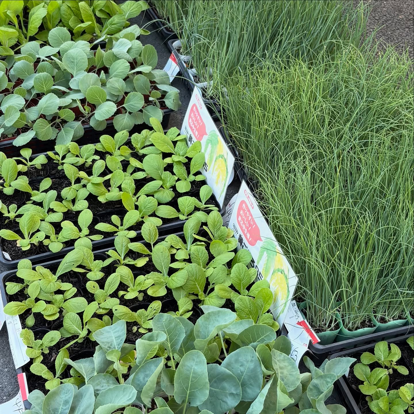 🌱野菜の苗が次々と入荷してきています!