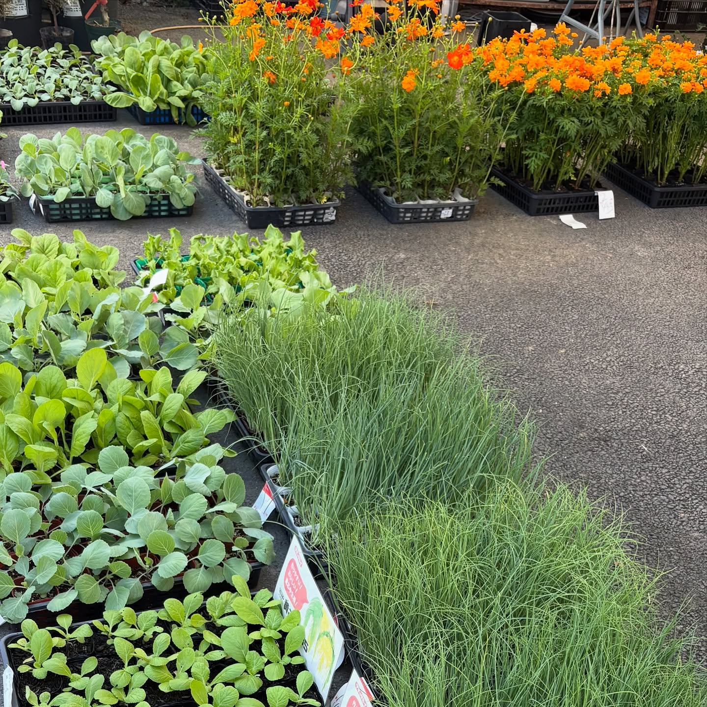 🌱野菜の苗が次々と入荷してきています!