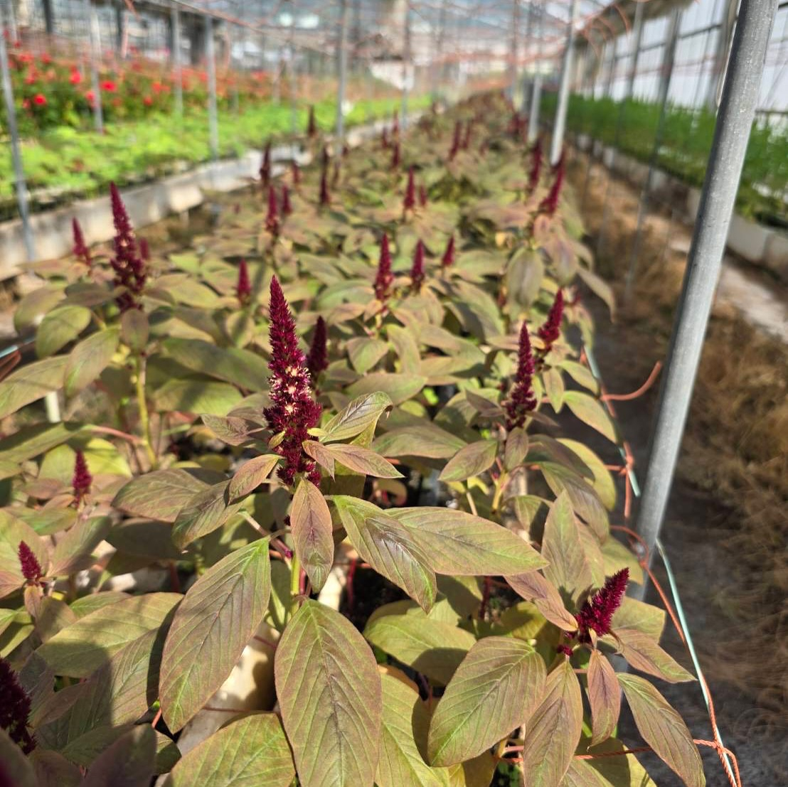 アマランサスが切れ始めて来ました✨️