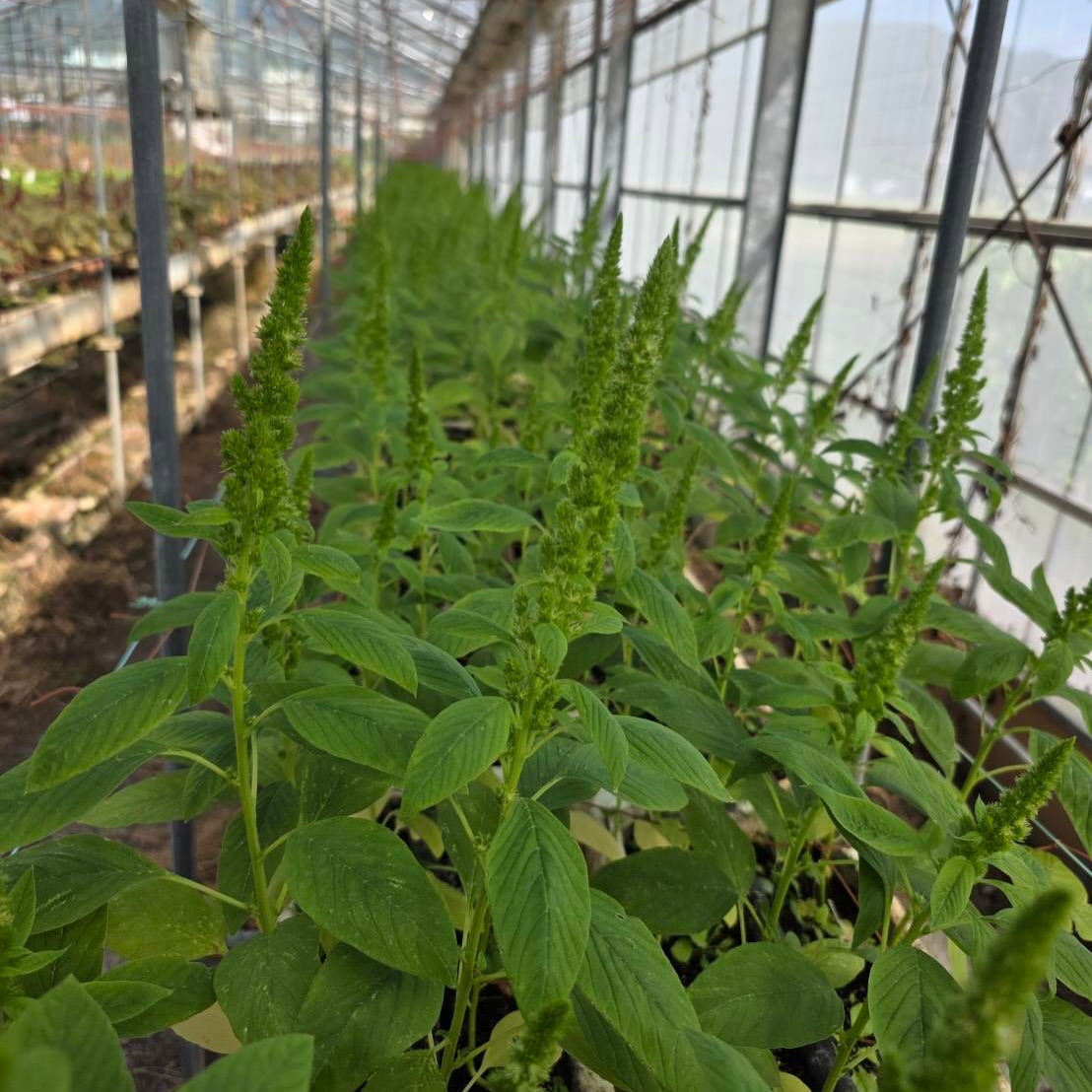 アマランサスが切れ始めて来ました✨️