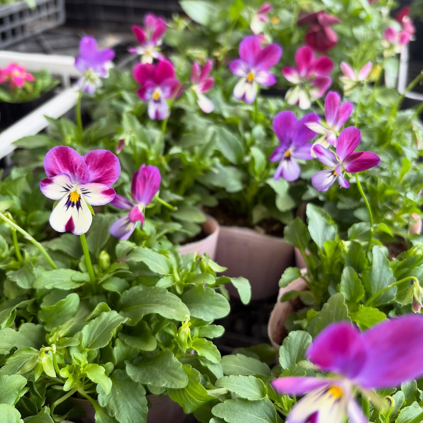 色々な花やハーブが入荷しました！