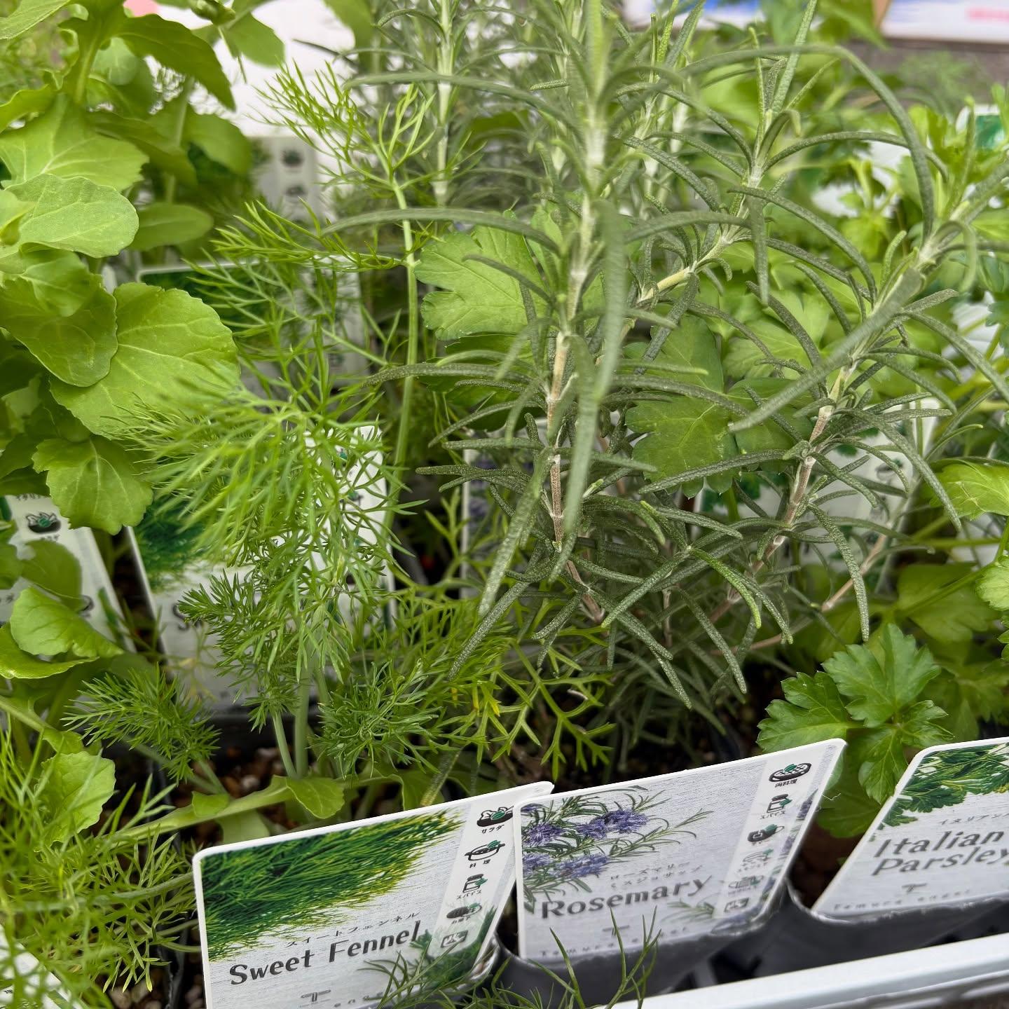 色々な花やハーブが入荷しました!