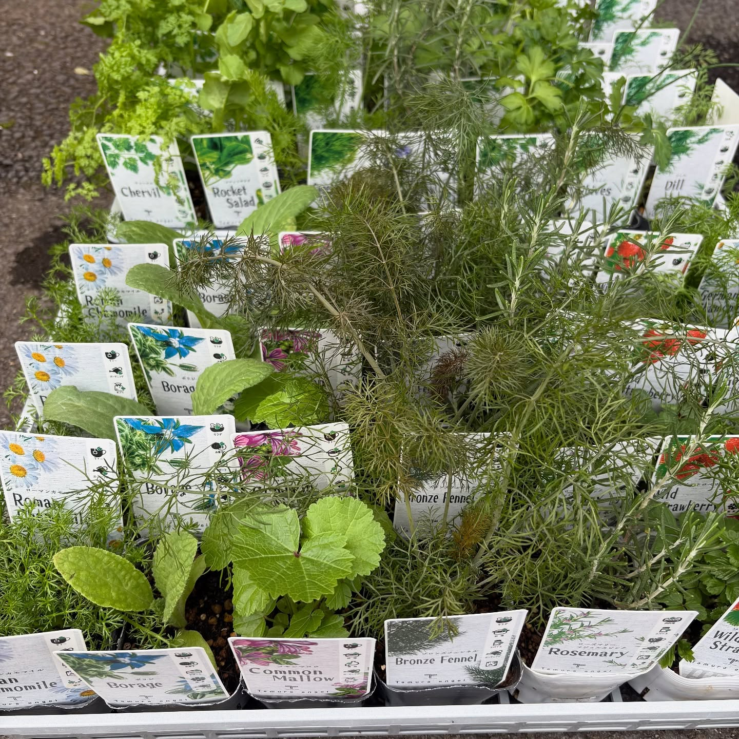 色々な花やハーブが入荷しました!