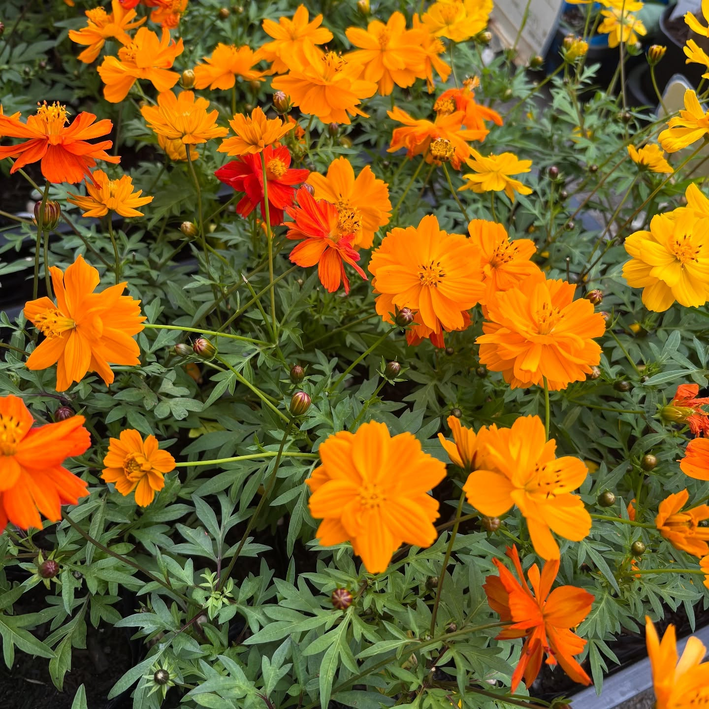 色々な花やハーブが入荷しました!