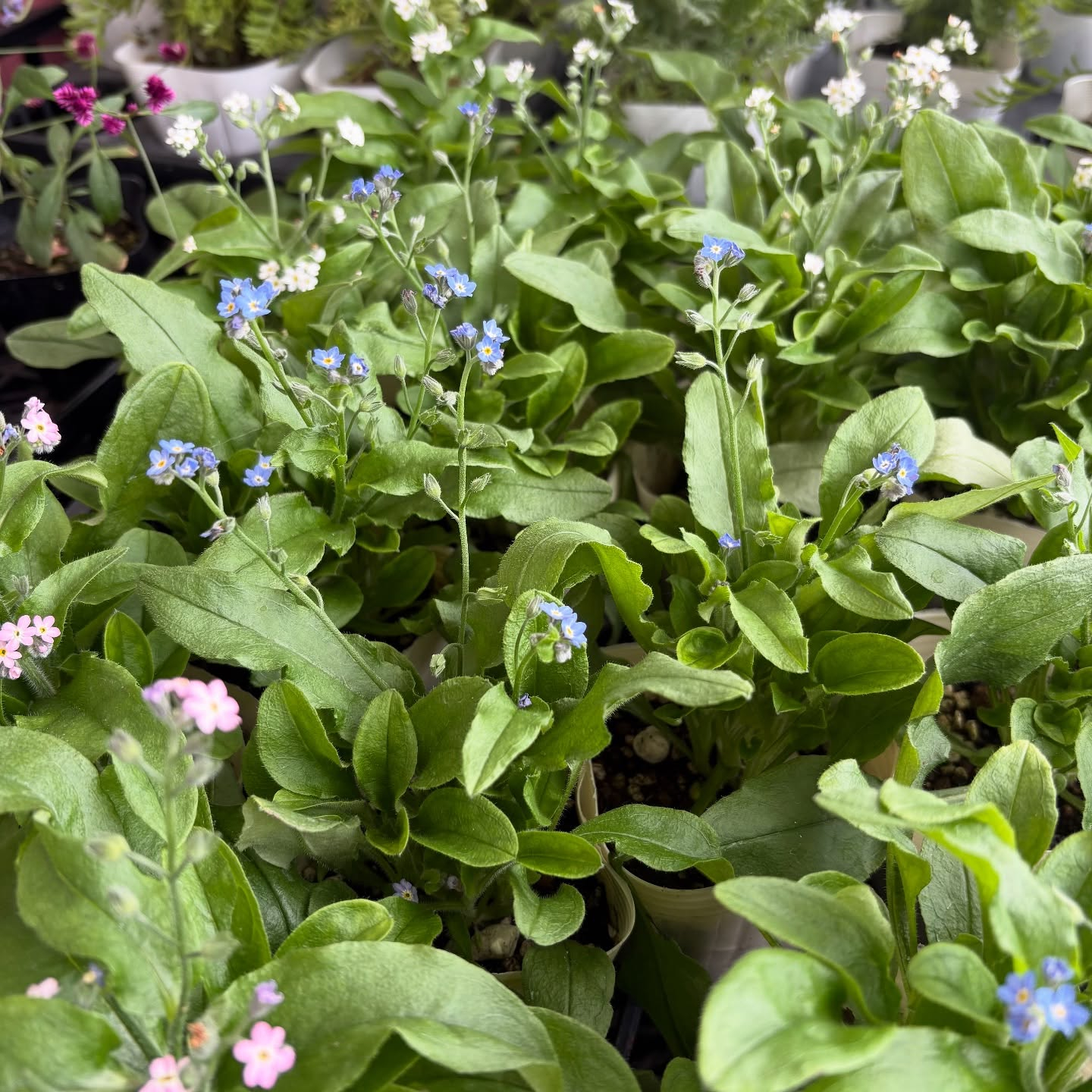 色々な花やハーブが入荷しました!