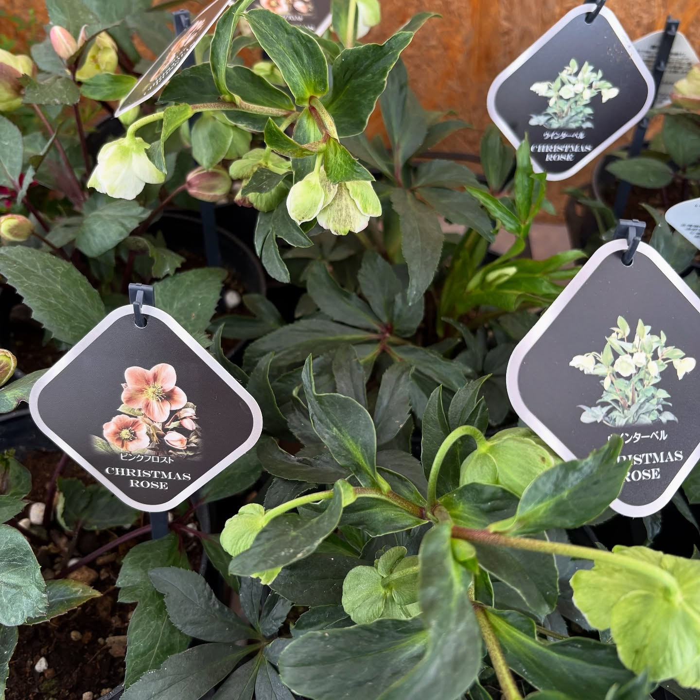 色々な花やハーブが入荷しました!