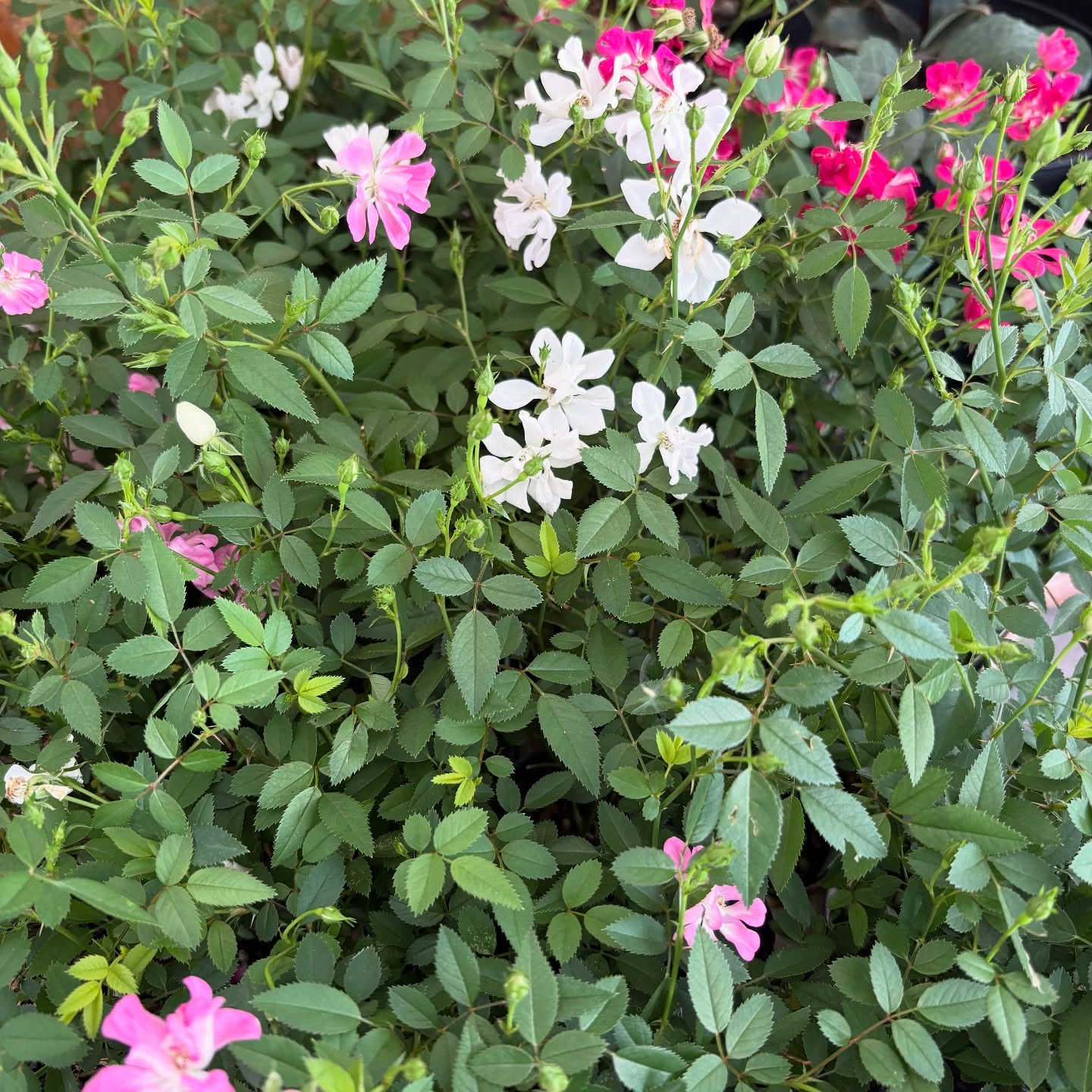 色々な花やハーブが入荷しました!