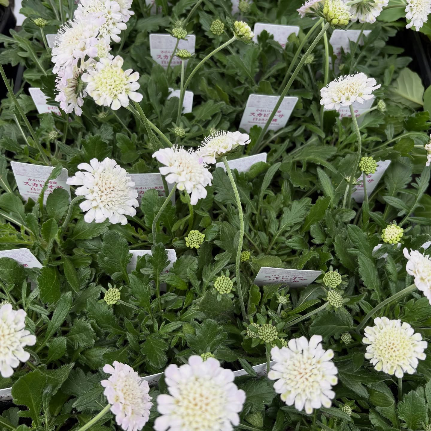 色々な花やハーブが入荷しました!