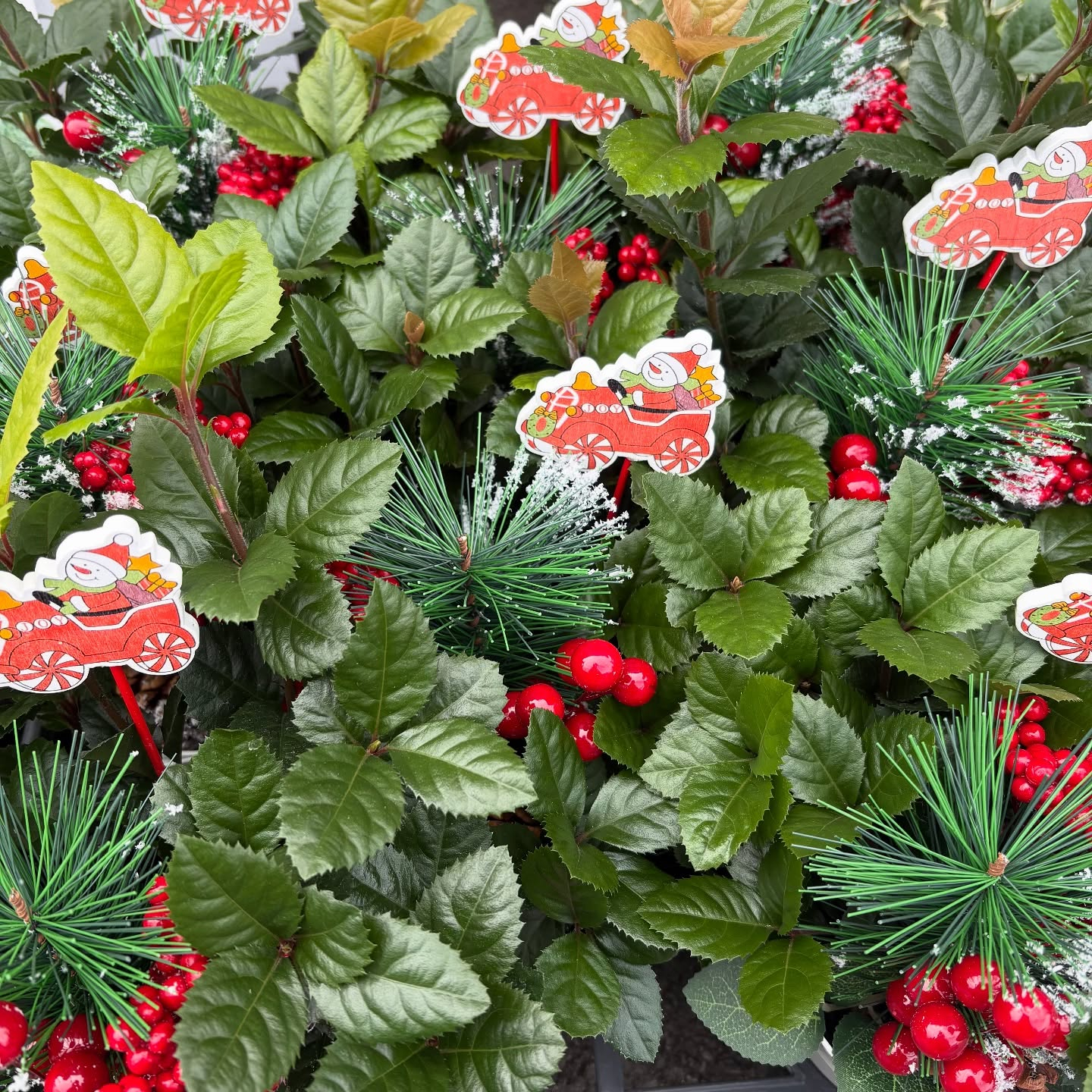 色々な花やハーブが入荷しました!