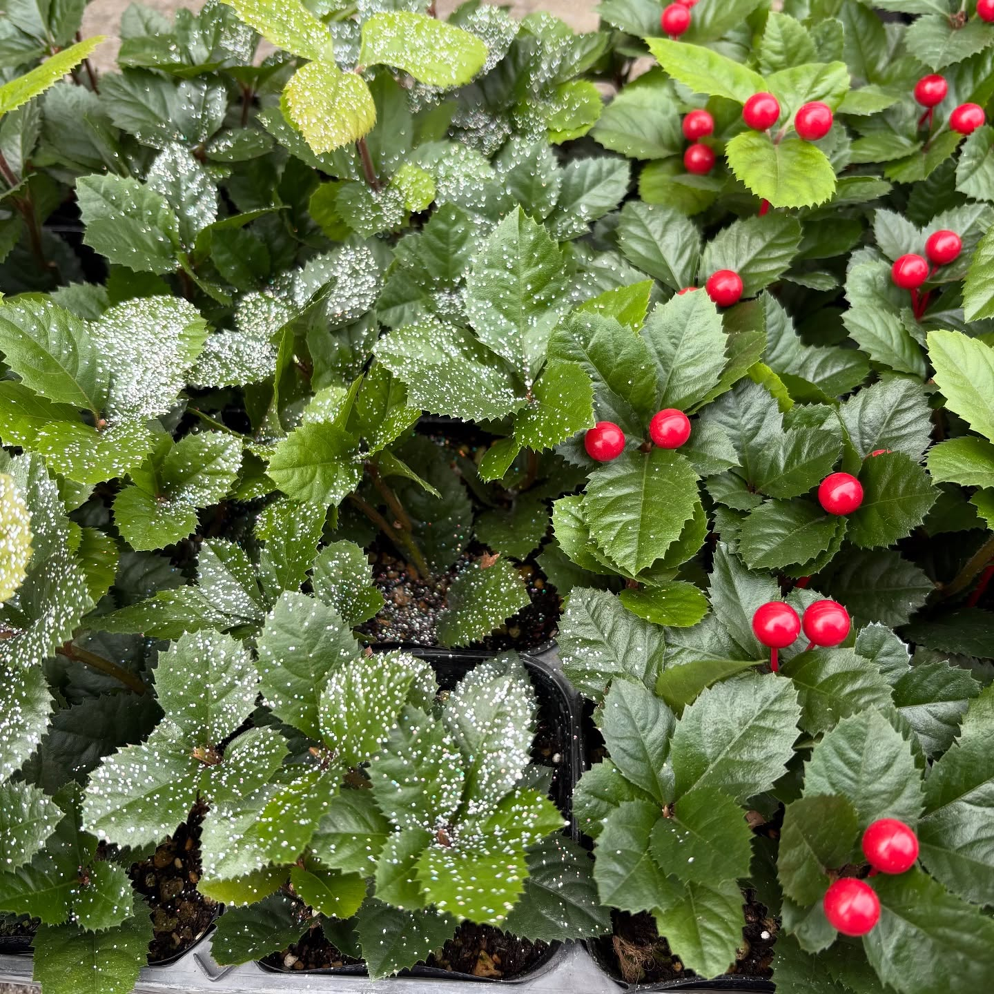 色々な花やハーブが入荷しました!