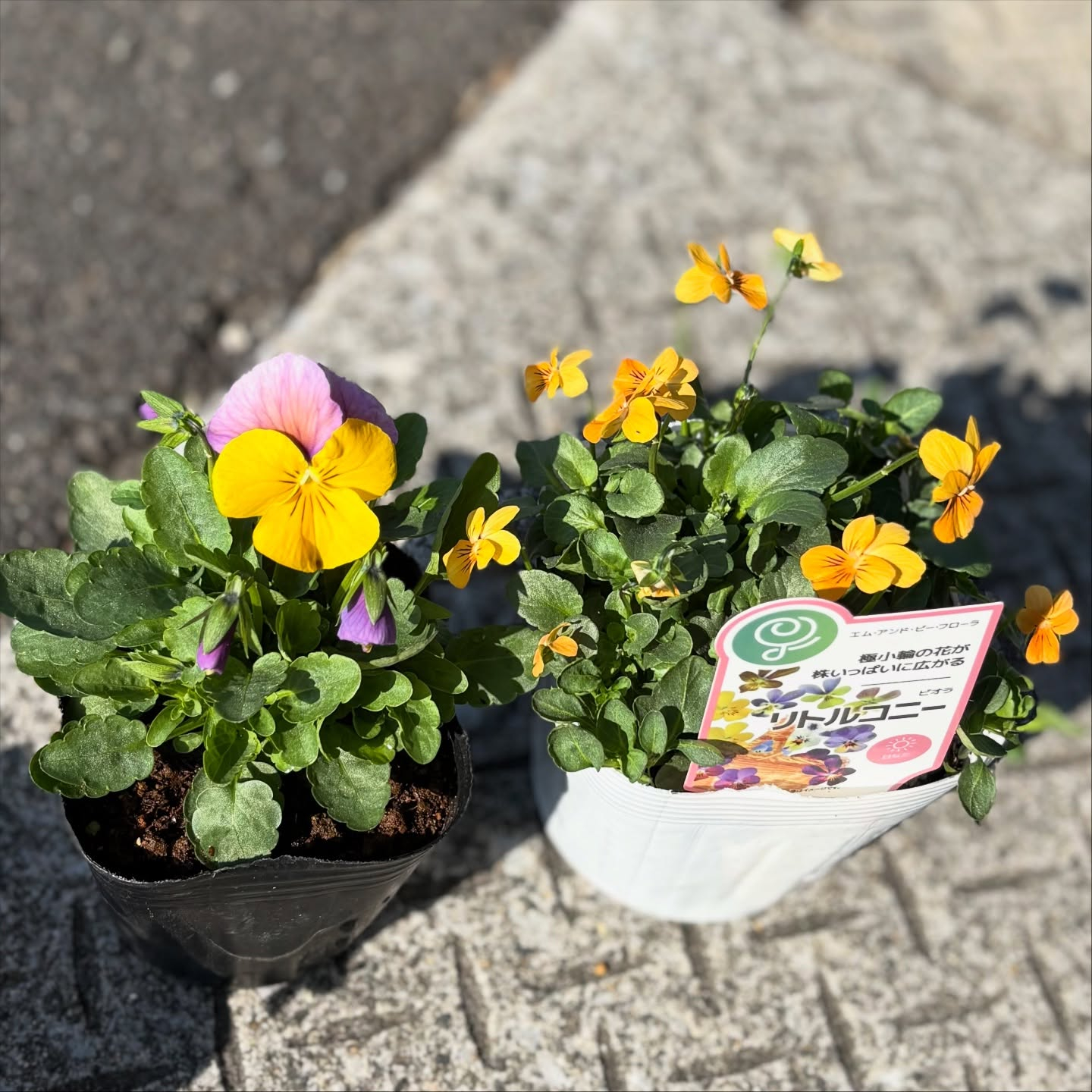 リトルコニーが入荷しました!!