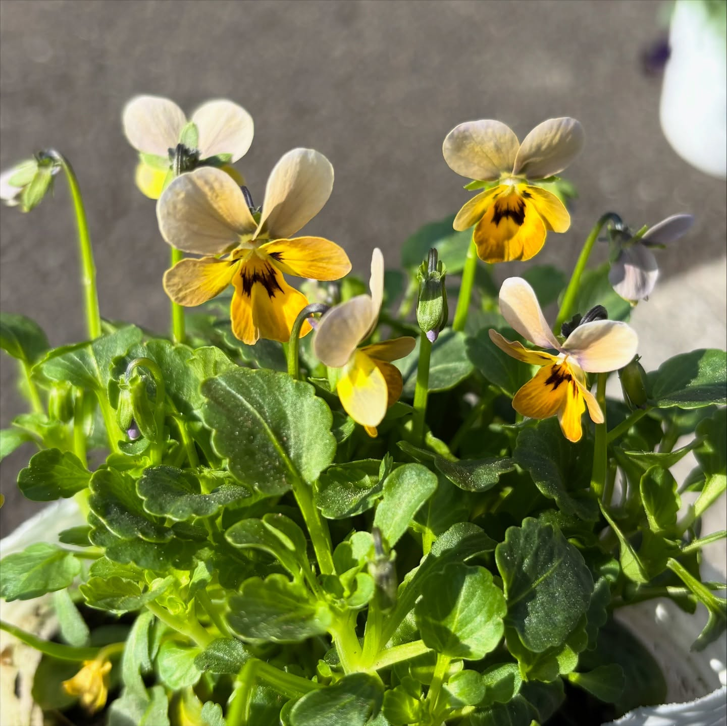 リトルコニーが入荷しました!!