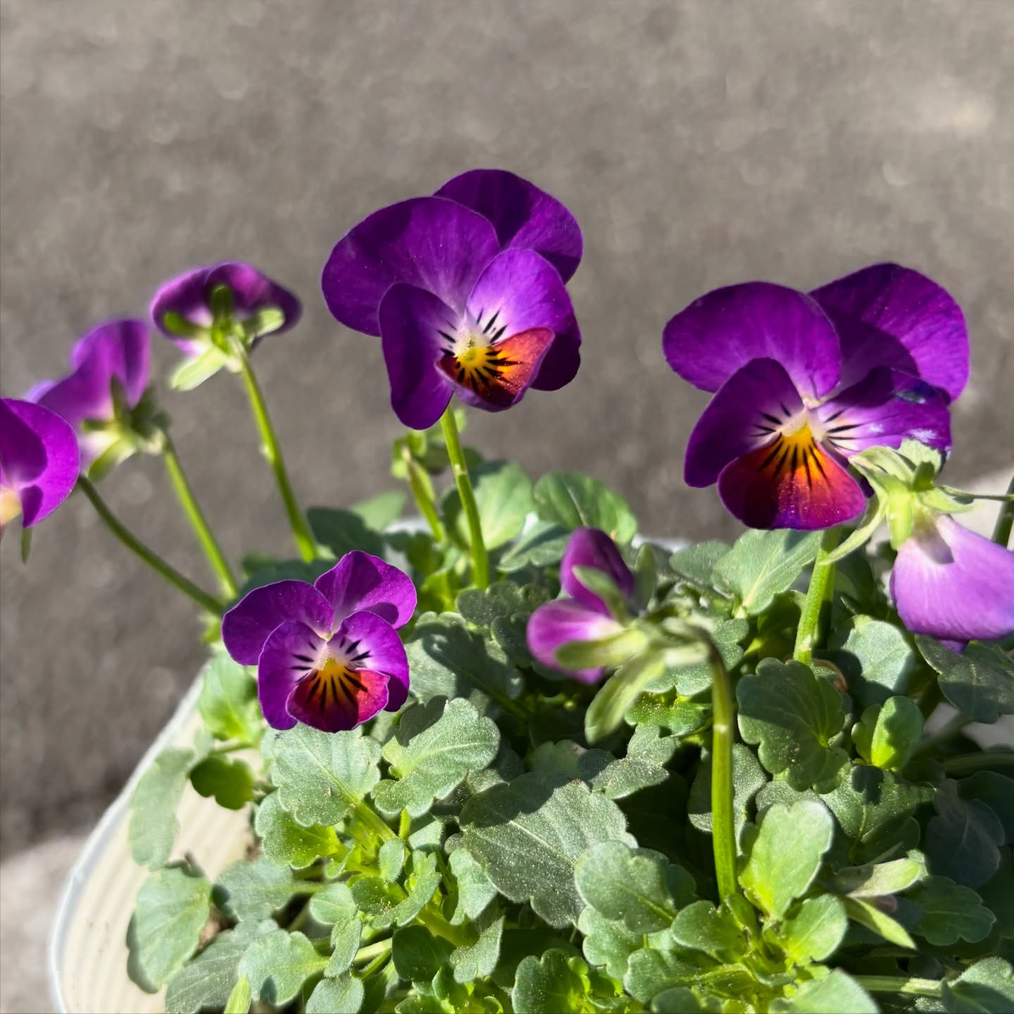 リトルコニーが入荷しました!!