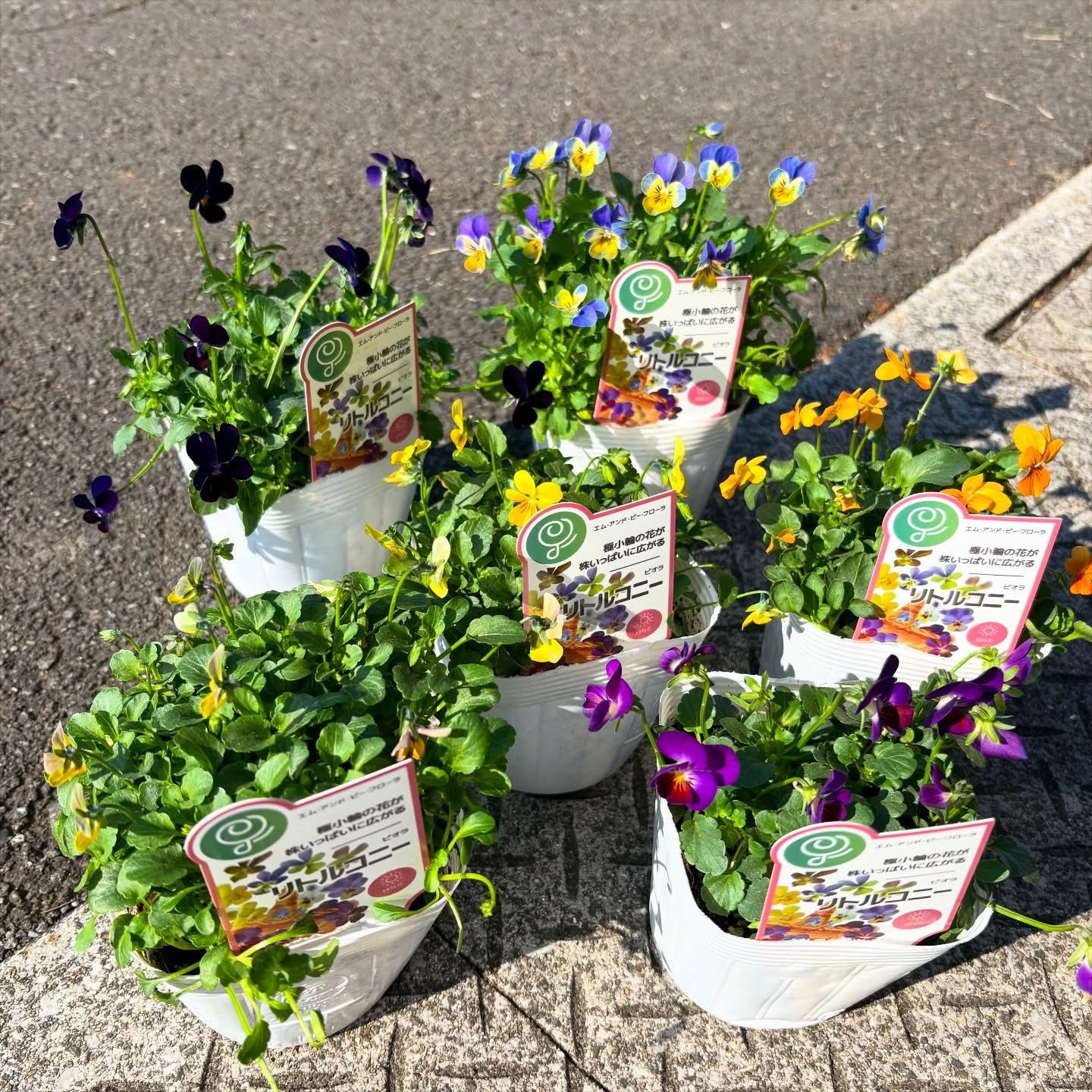 リトルコニーが入荷しました!!