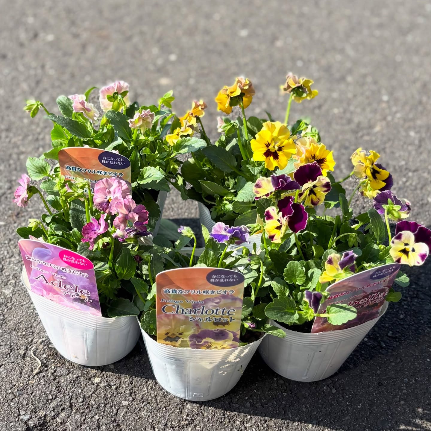フリルのビオラがたくさん入荷しています(^^)