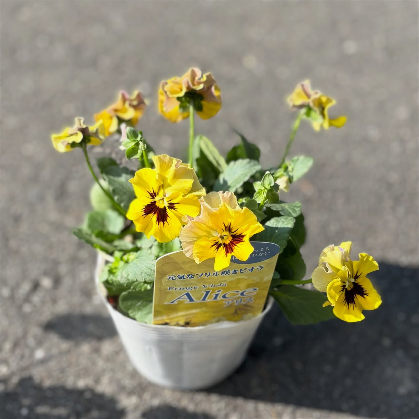 フリルのビオラがたくさん入荷しています(^^)