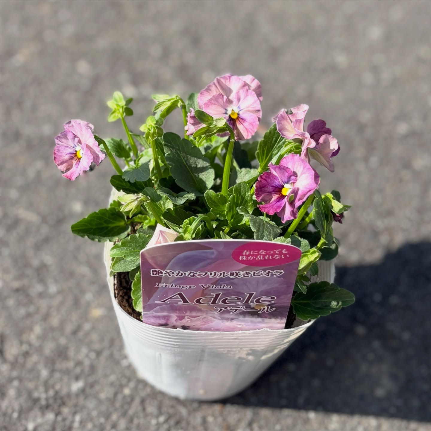 フリルのビオラがたくさん入荷しています(^^)