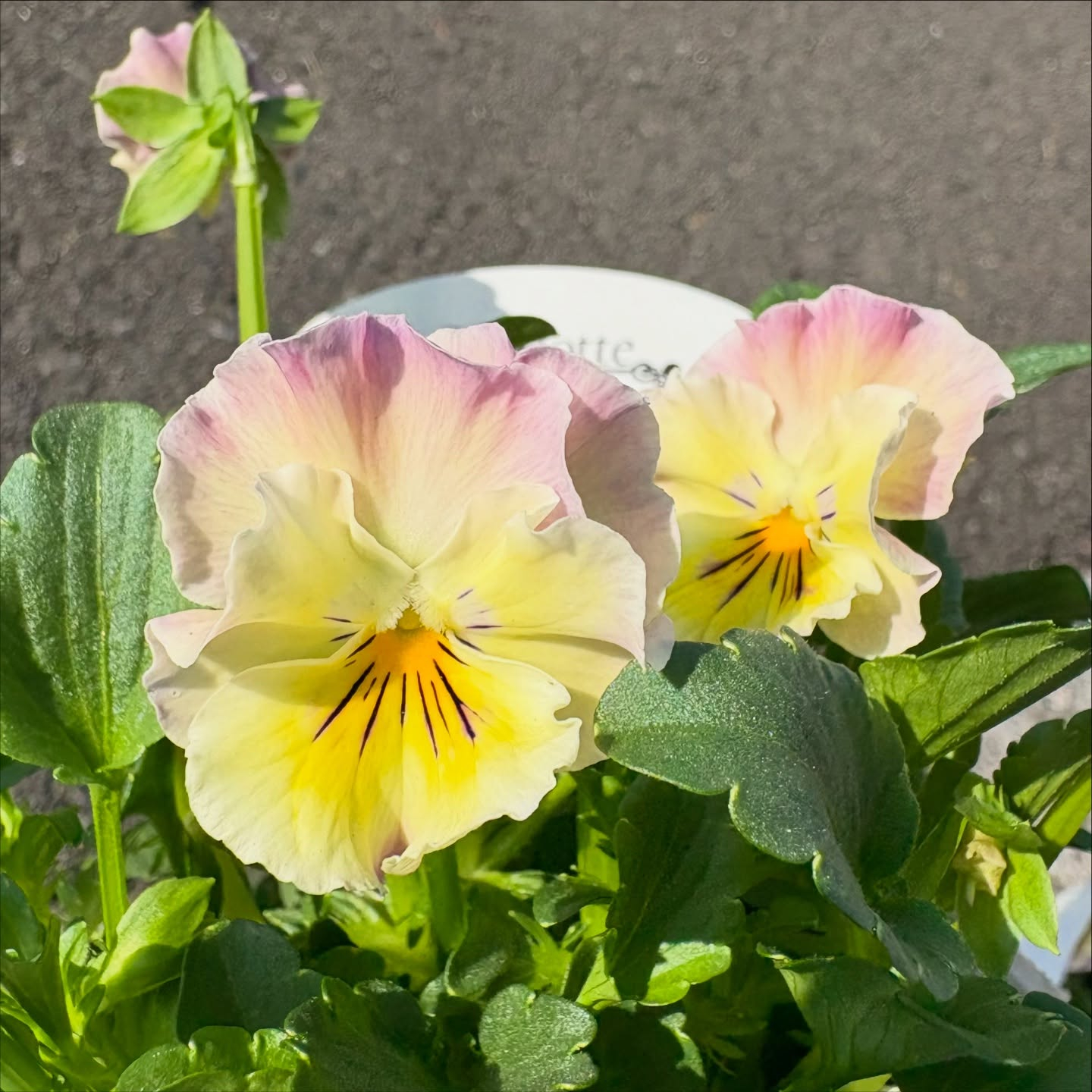 フリルのビオラがたくさん入荷しています(^^)