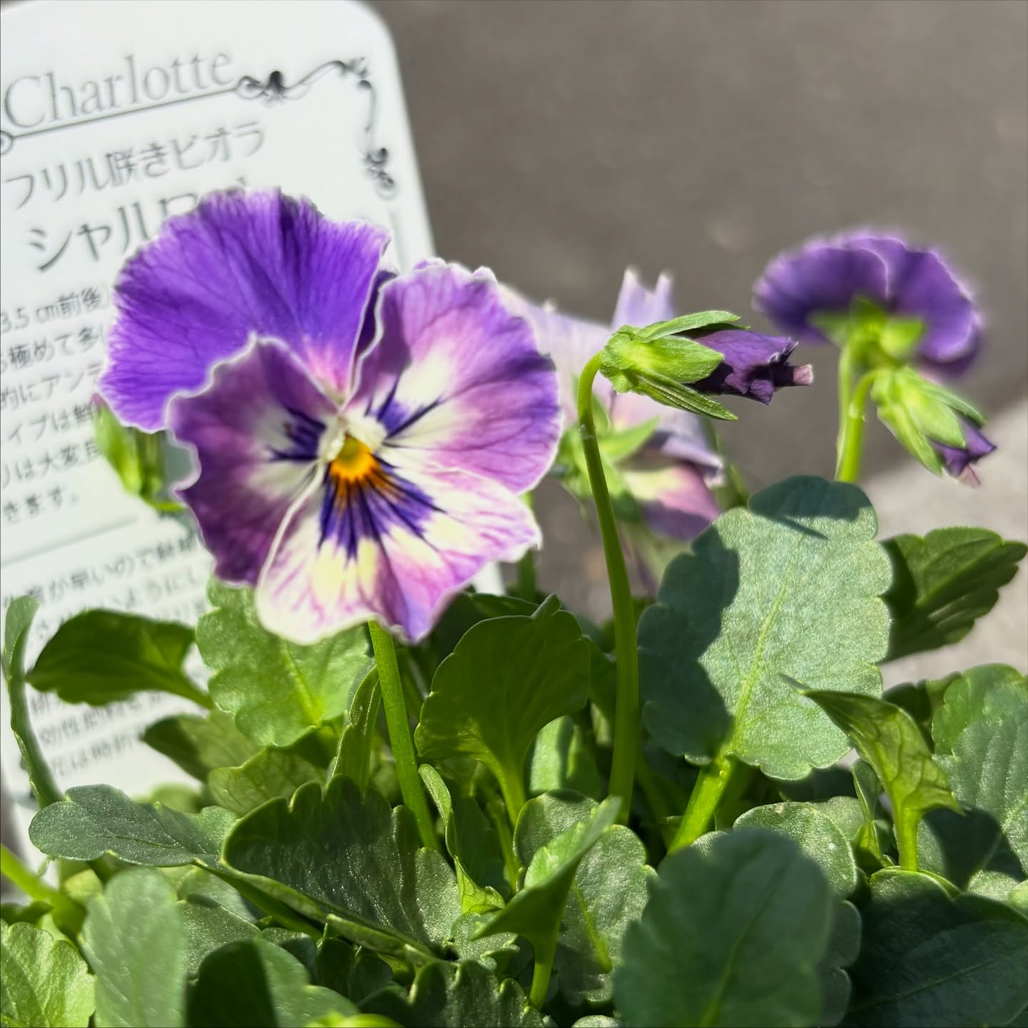 フリルのビオラがたくさん入荷しています(^^)
