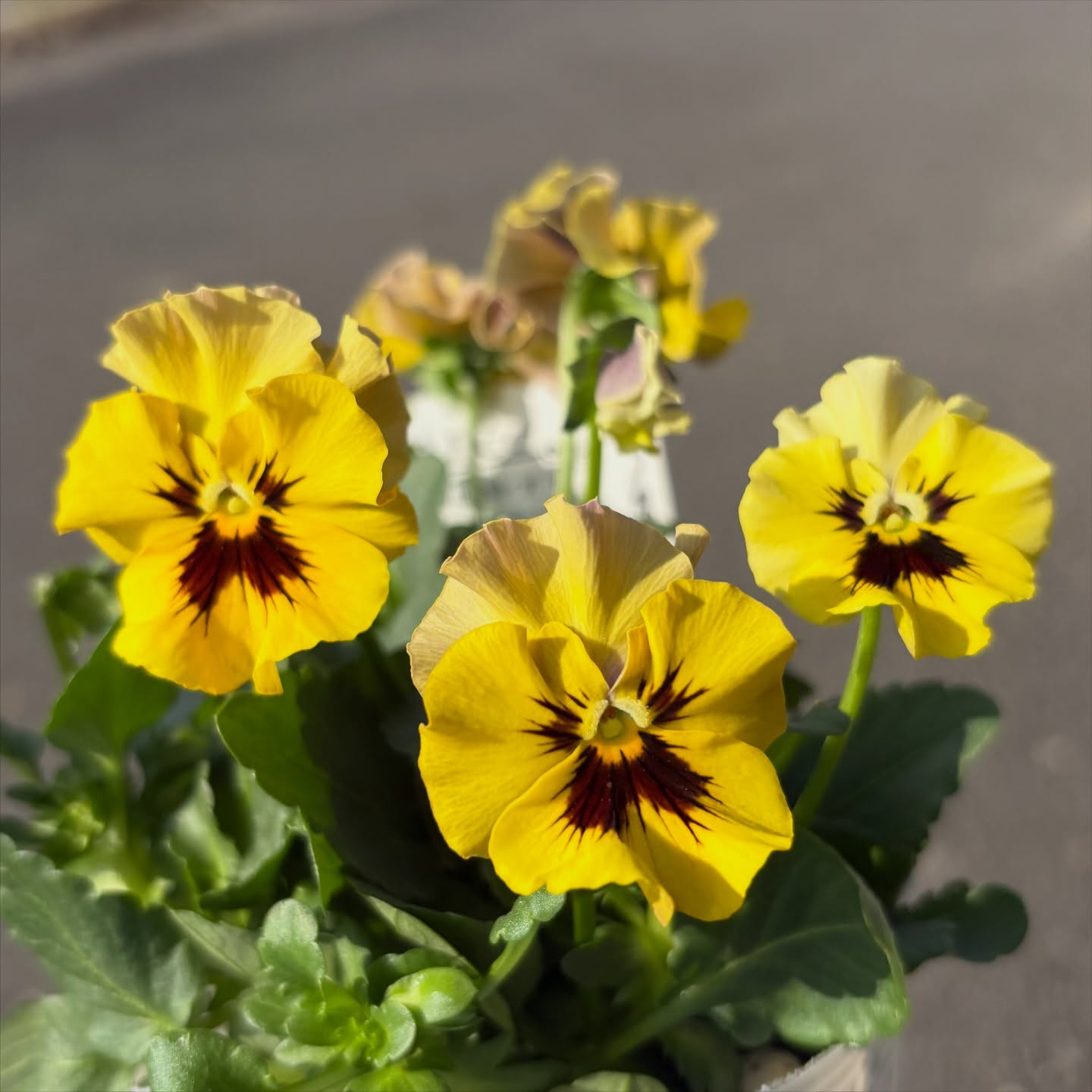 フリルのビオラがたくさん入荷しています(^^)