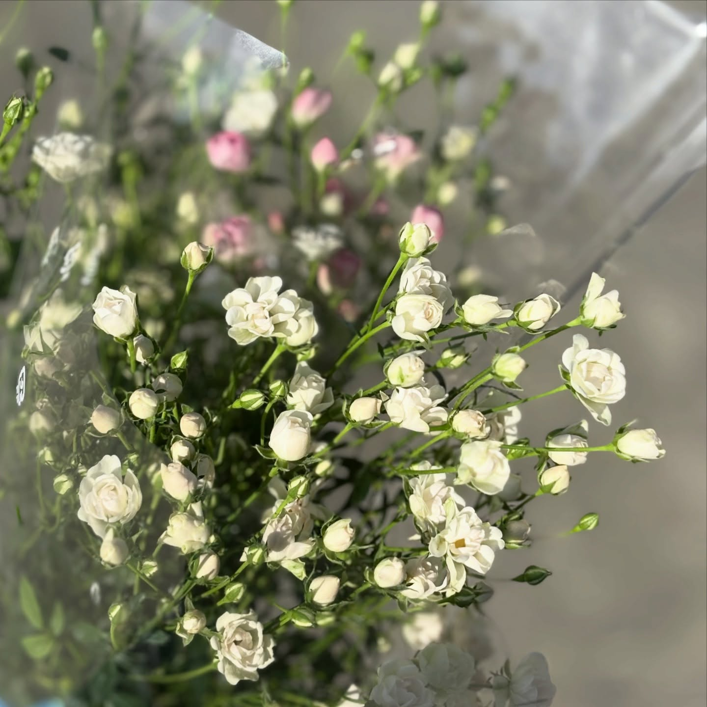 テレビで紹介いただいたリトルウッズが、少しずつ切れ始めてきま...