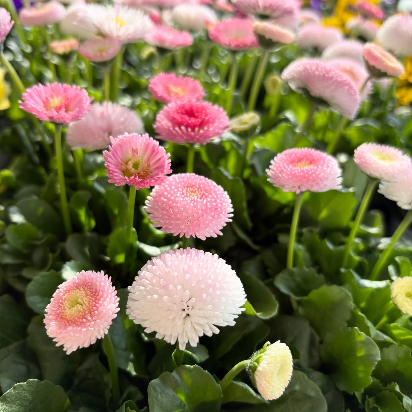 花の苗も沢山入荷しました🌷