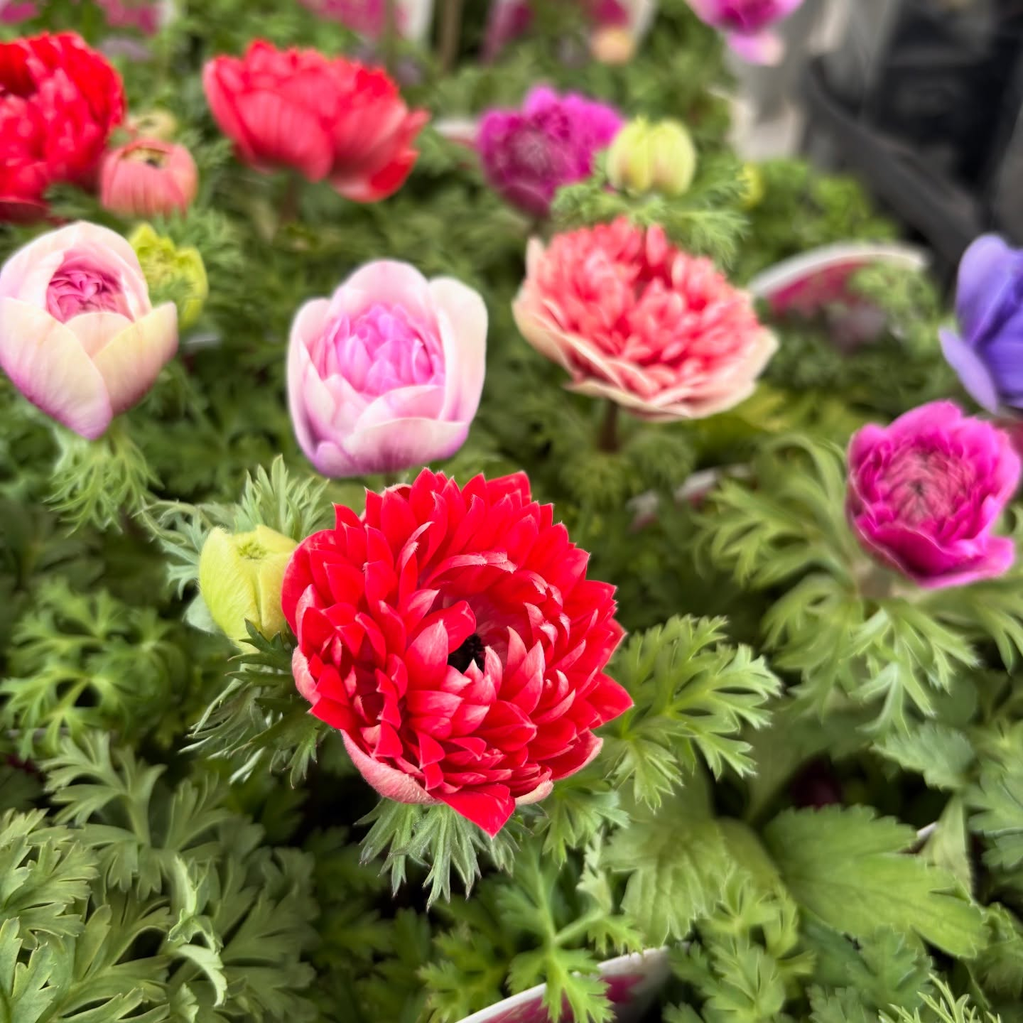 花の苗も沢山入荷しました🌷