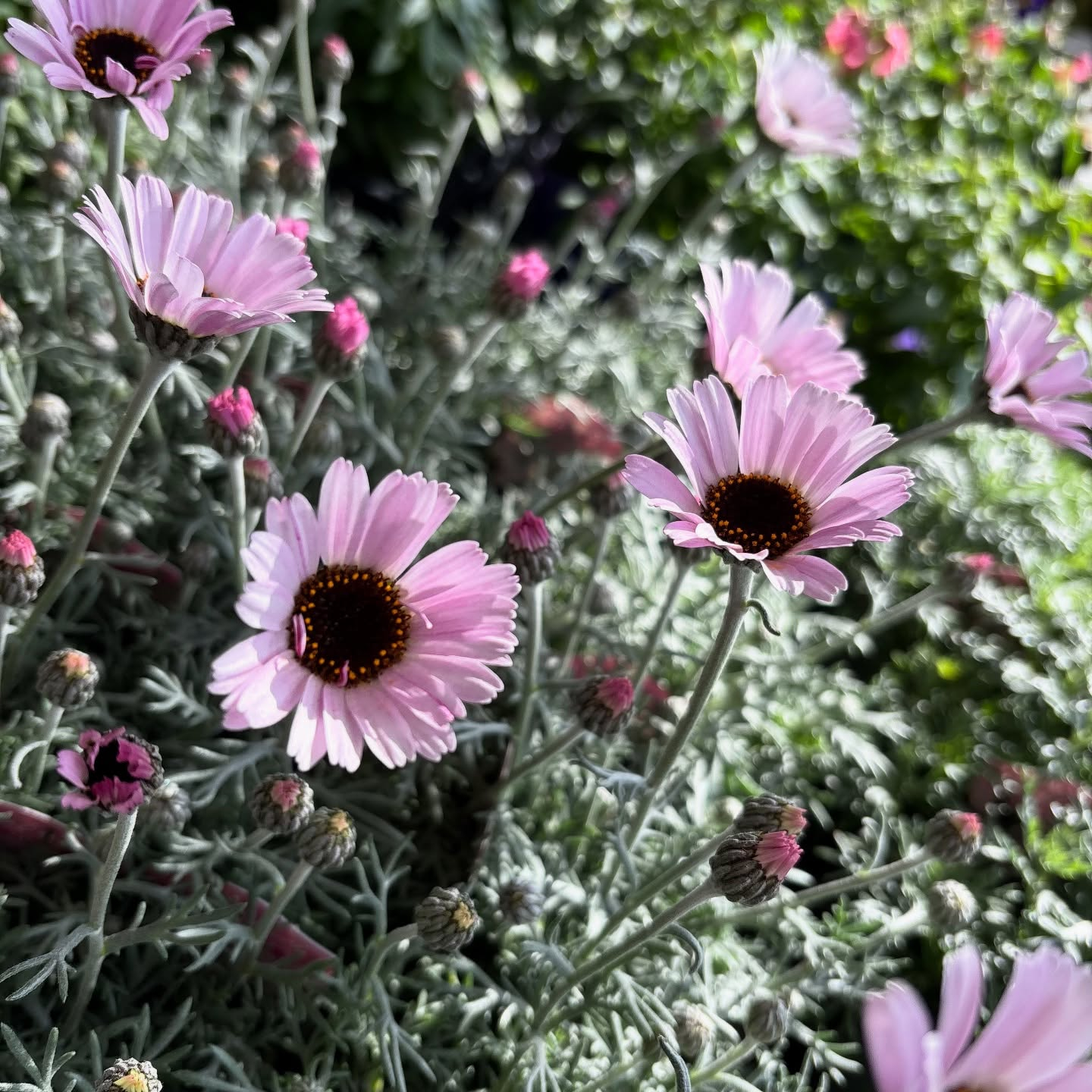 花の苗も沢山入荷しました🌷