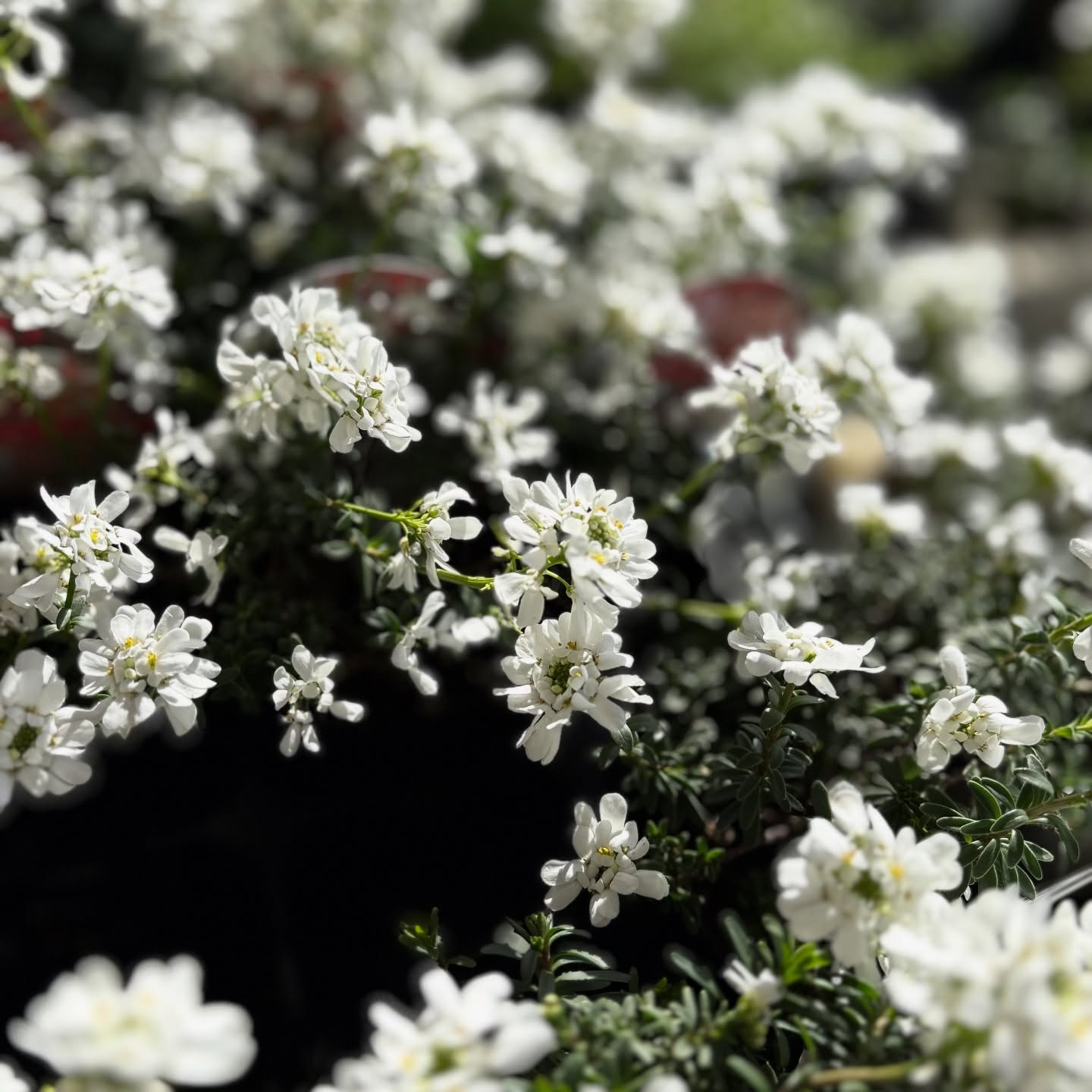 花の苗も沢山入荷しました🌷
