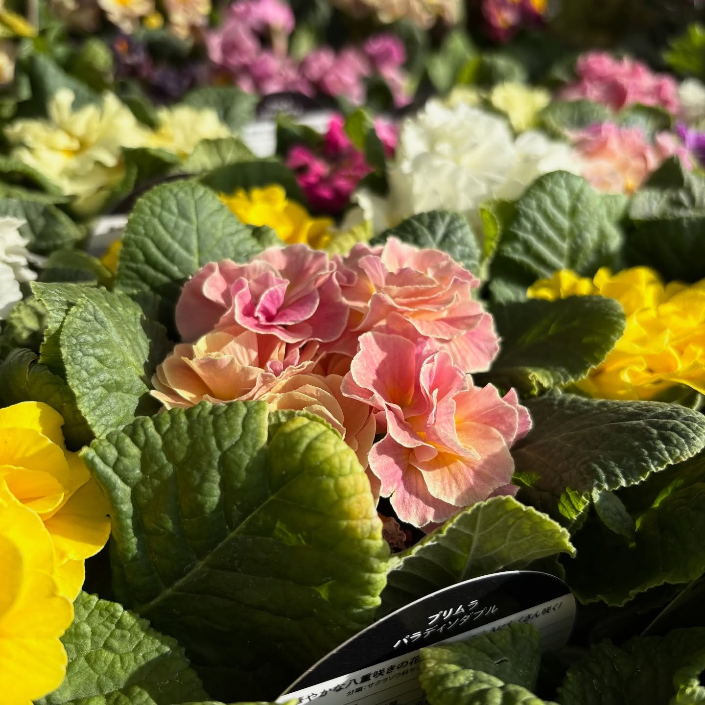 花の苗も沢山入荷しました🌷