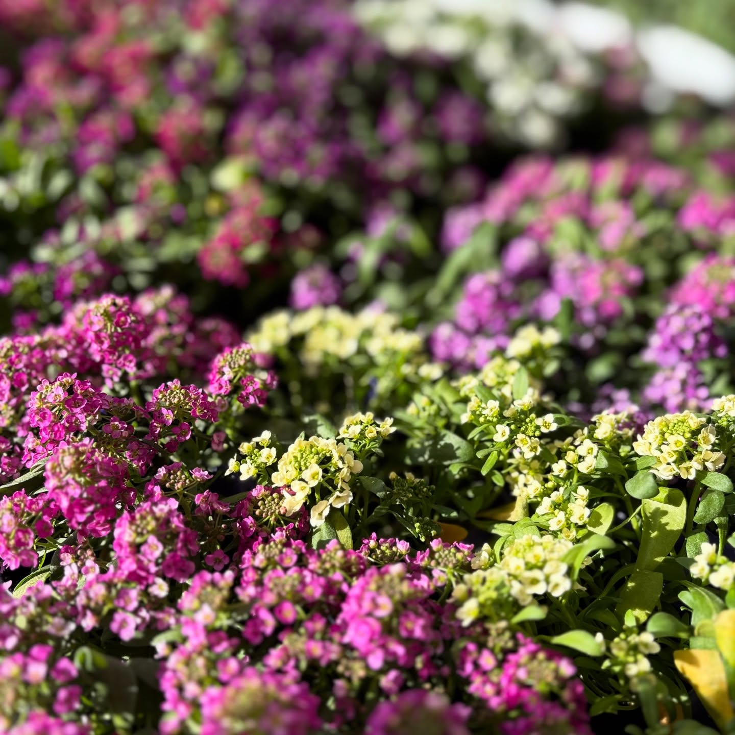 花の苗も沢山入荷しました🌷