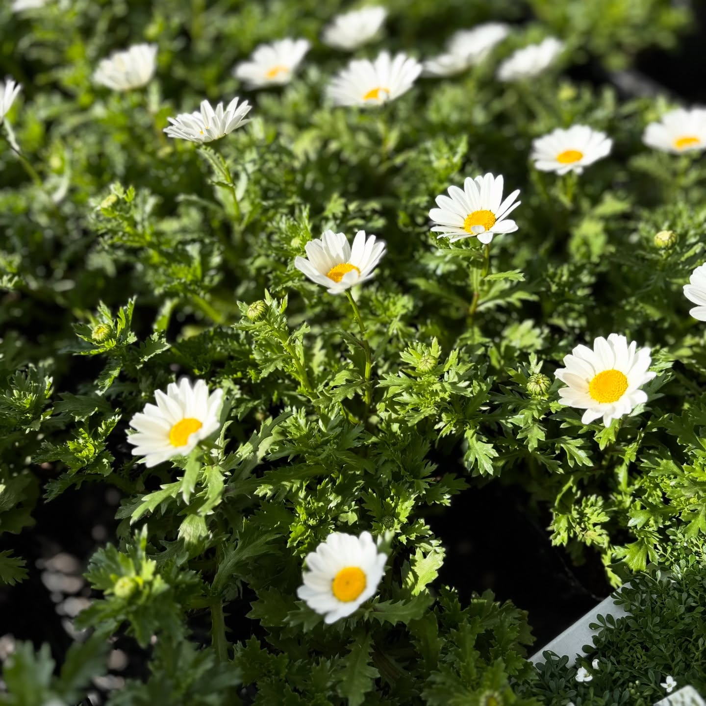 花の苗も沢山入荷しました🌷