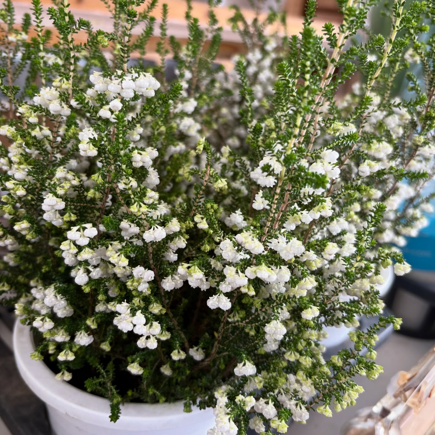 花の苗も沢山入荷しました🌷