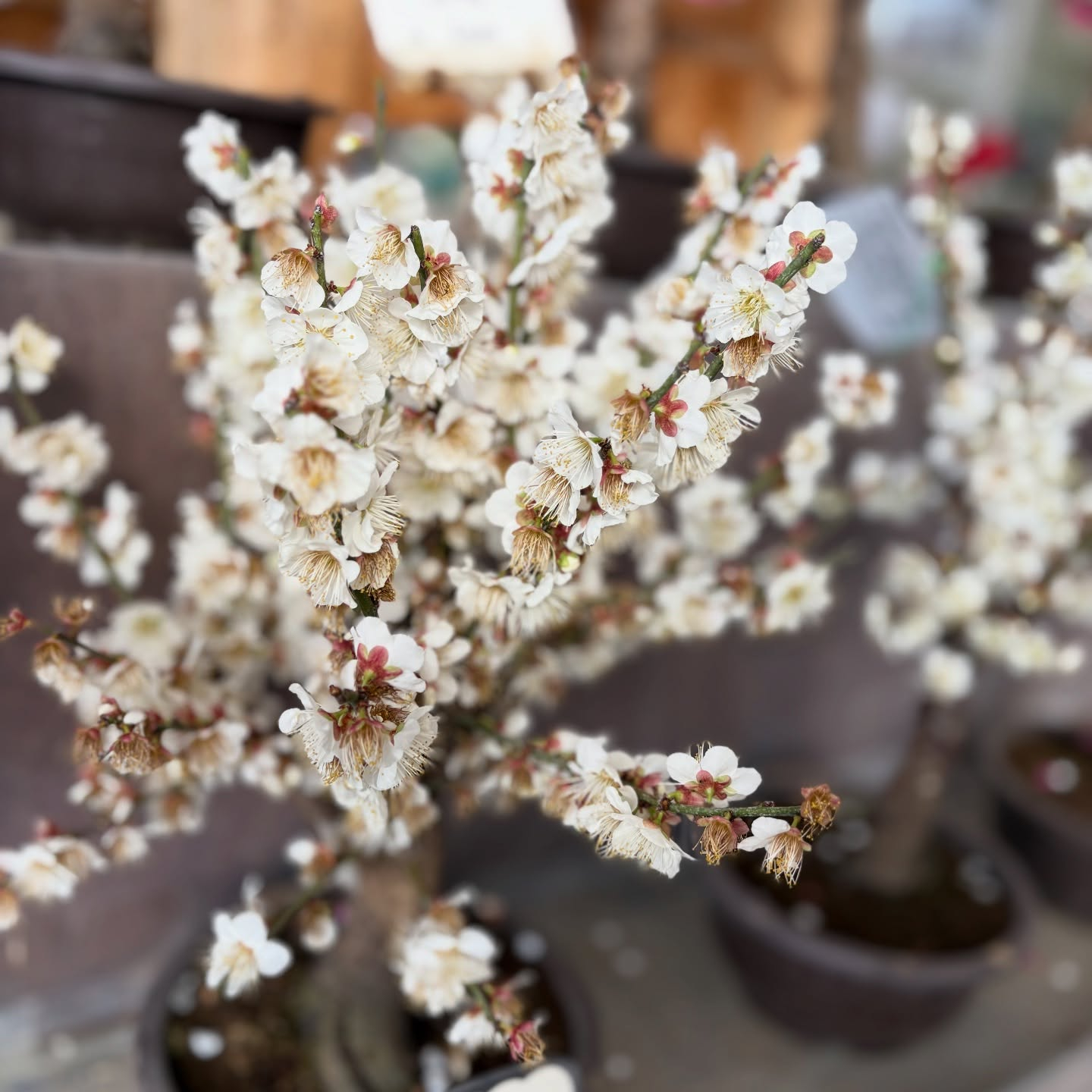 花の苗も沢山入荷しました🌷