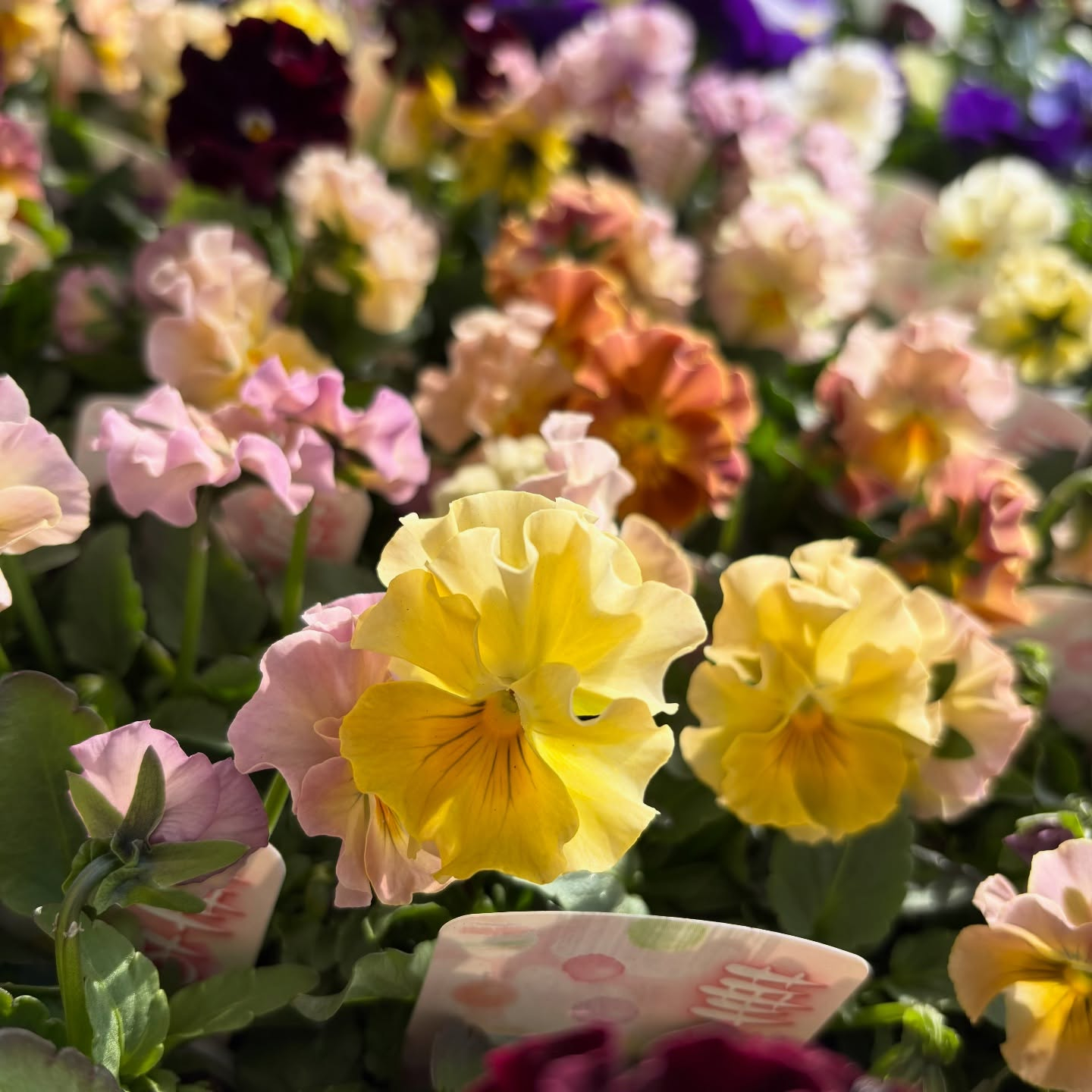 花の苗も沢山入荷しました🌷