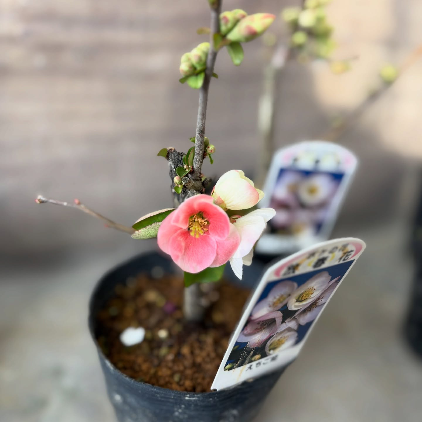 花の苗も沢山入荷しました🌷