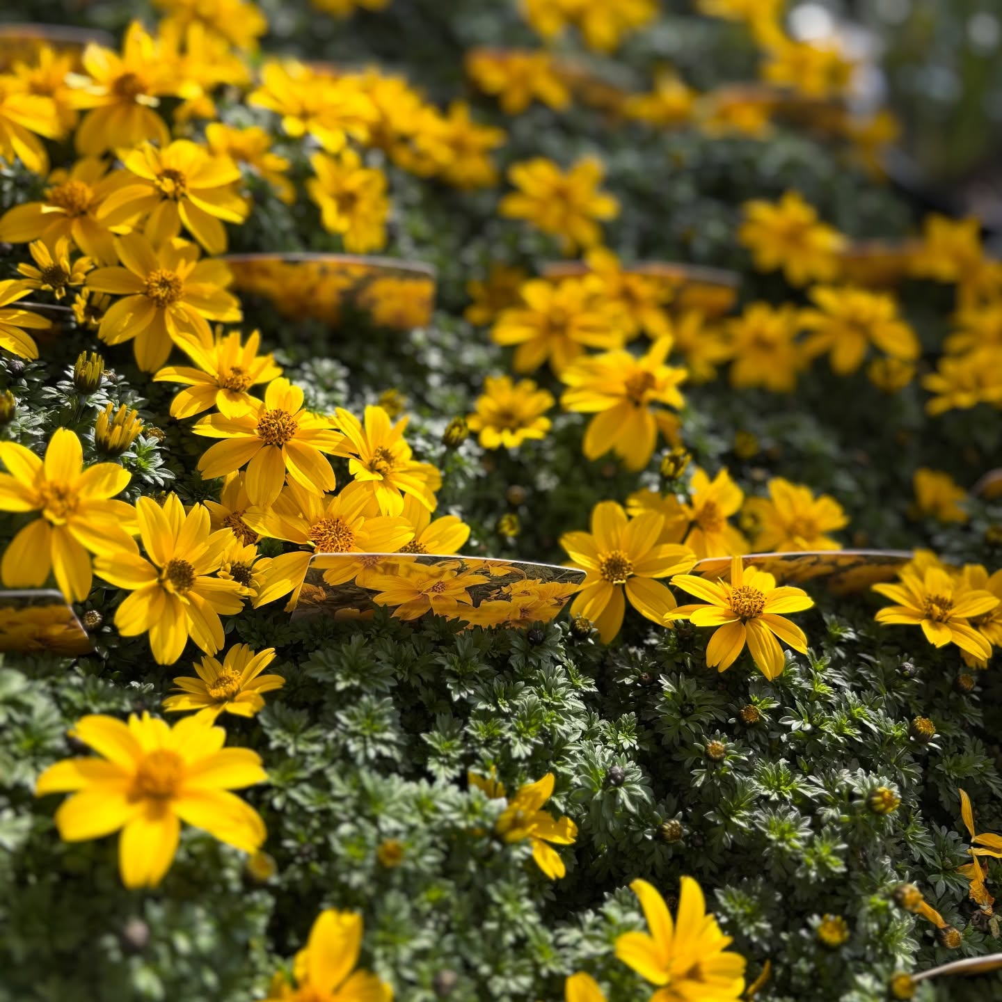 花の苗も沢山入荷しました🌷