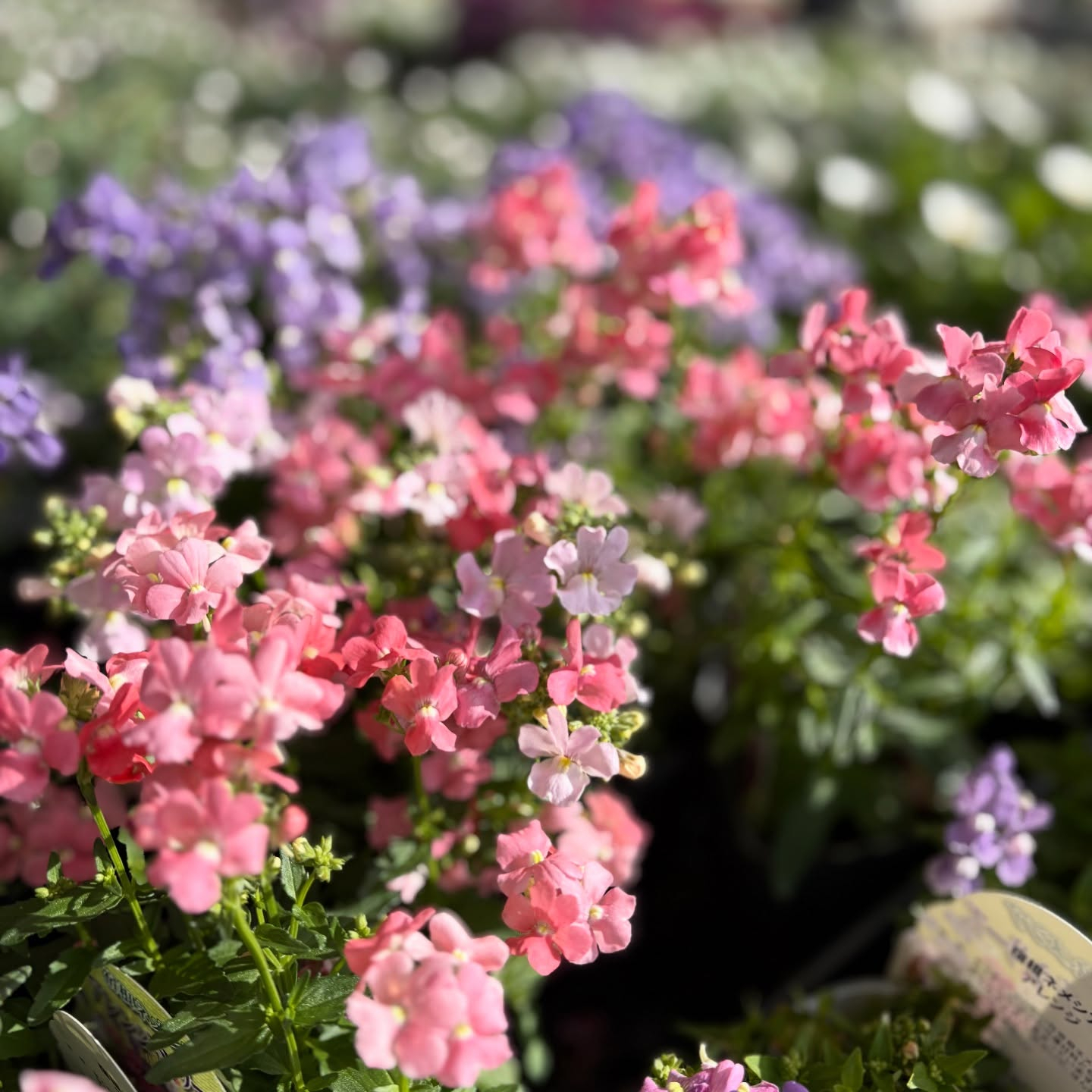 花の苗も沢山入荷しました🌷