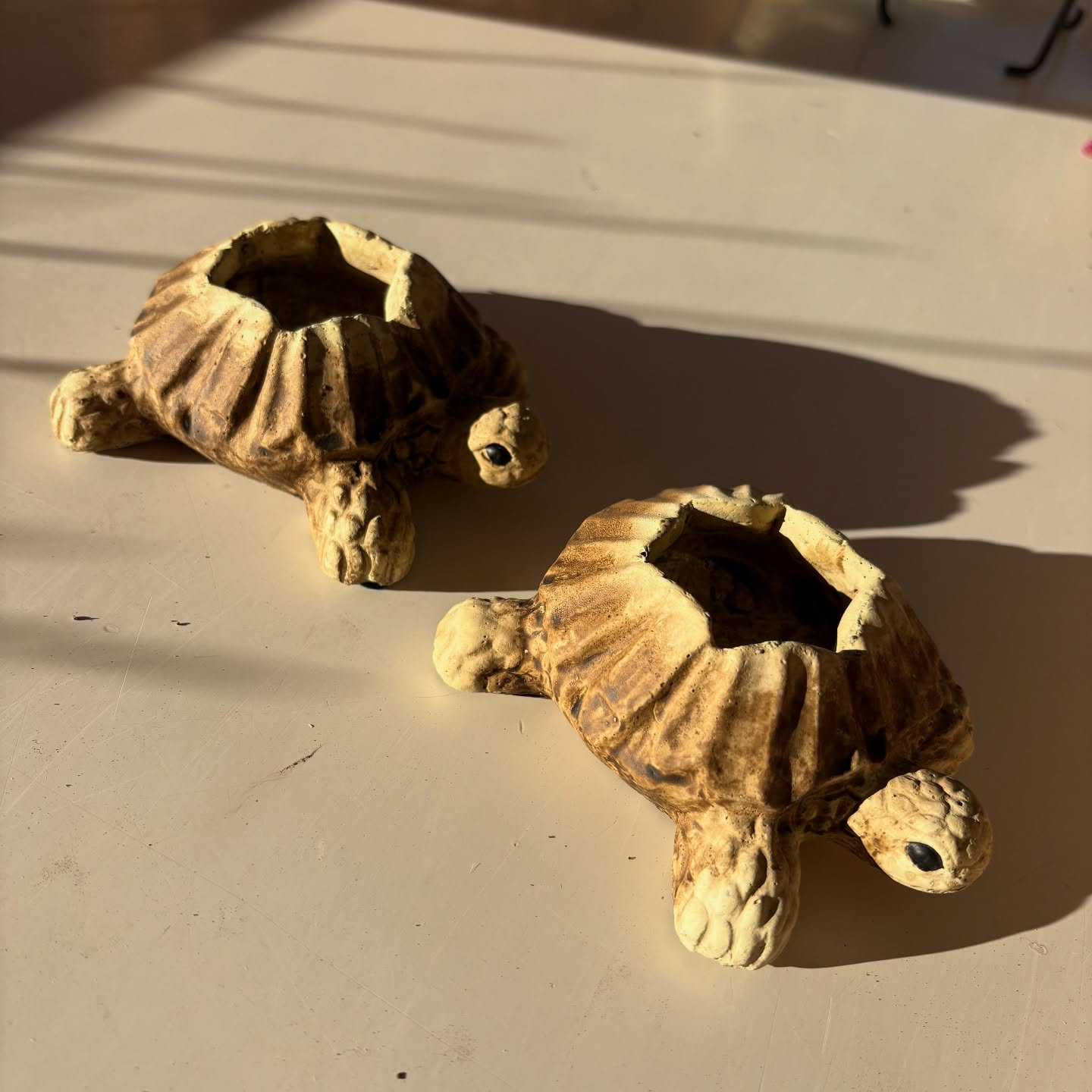 鉢など沢山入荷しました🐢✨