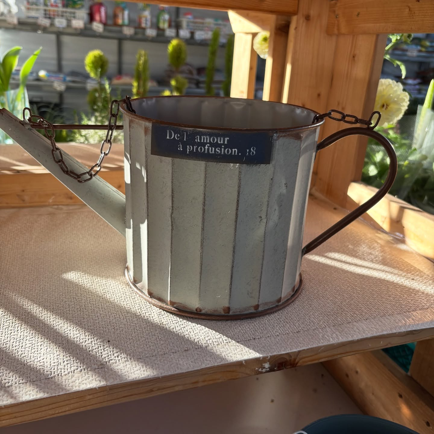 鉢など沢山入荷しました🐢✨