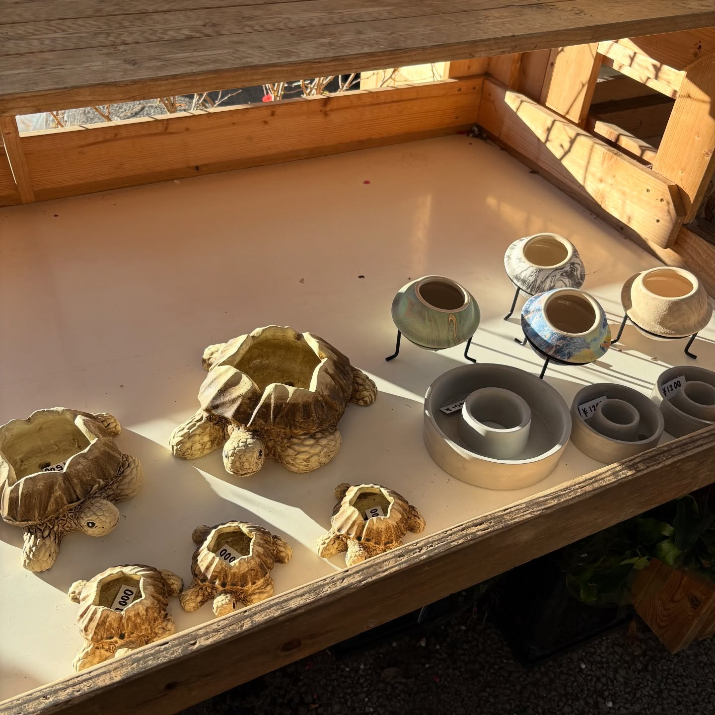 鉢など沢山入荷しました🐢✨