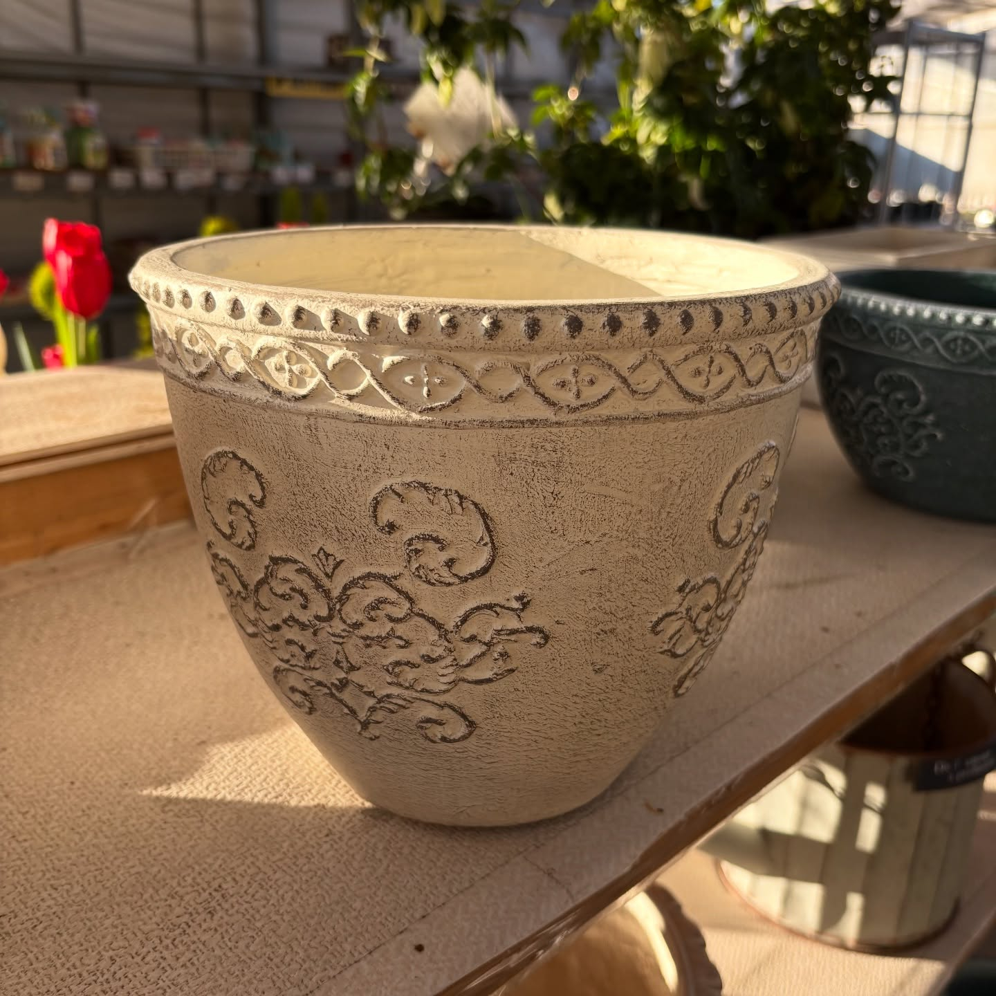 鉢など沢山入荷しました🐢✨