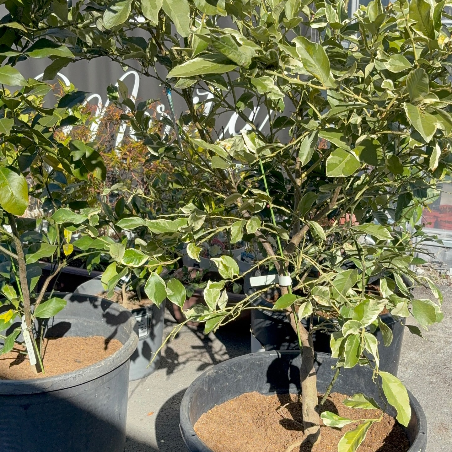 みかんとレモンの木、植え替えしました〜🍊🍋