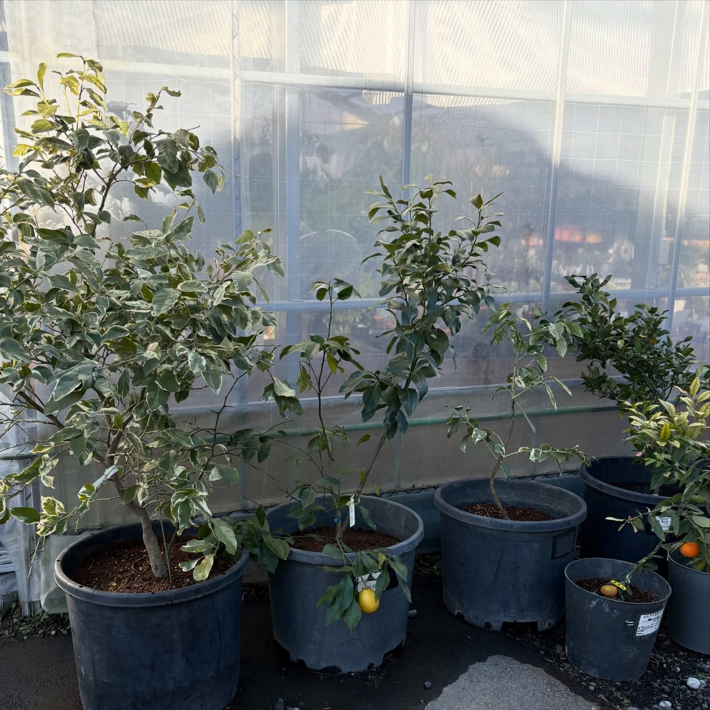 みかんとレモンの木、植え替えしました〜🍊🍋