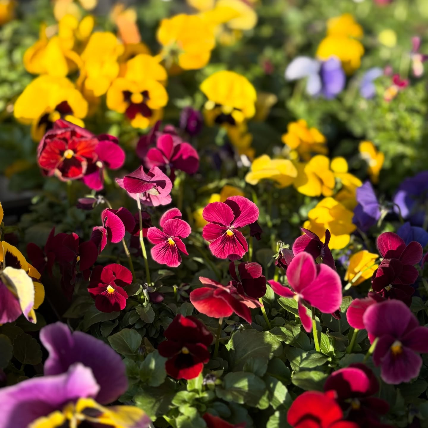 パンジー・ビオラ・スミレの苗が