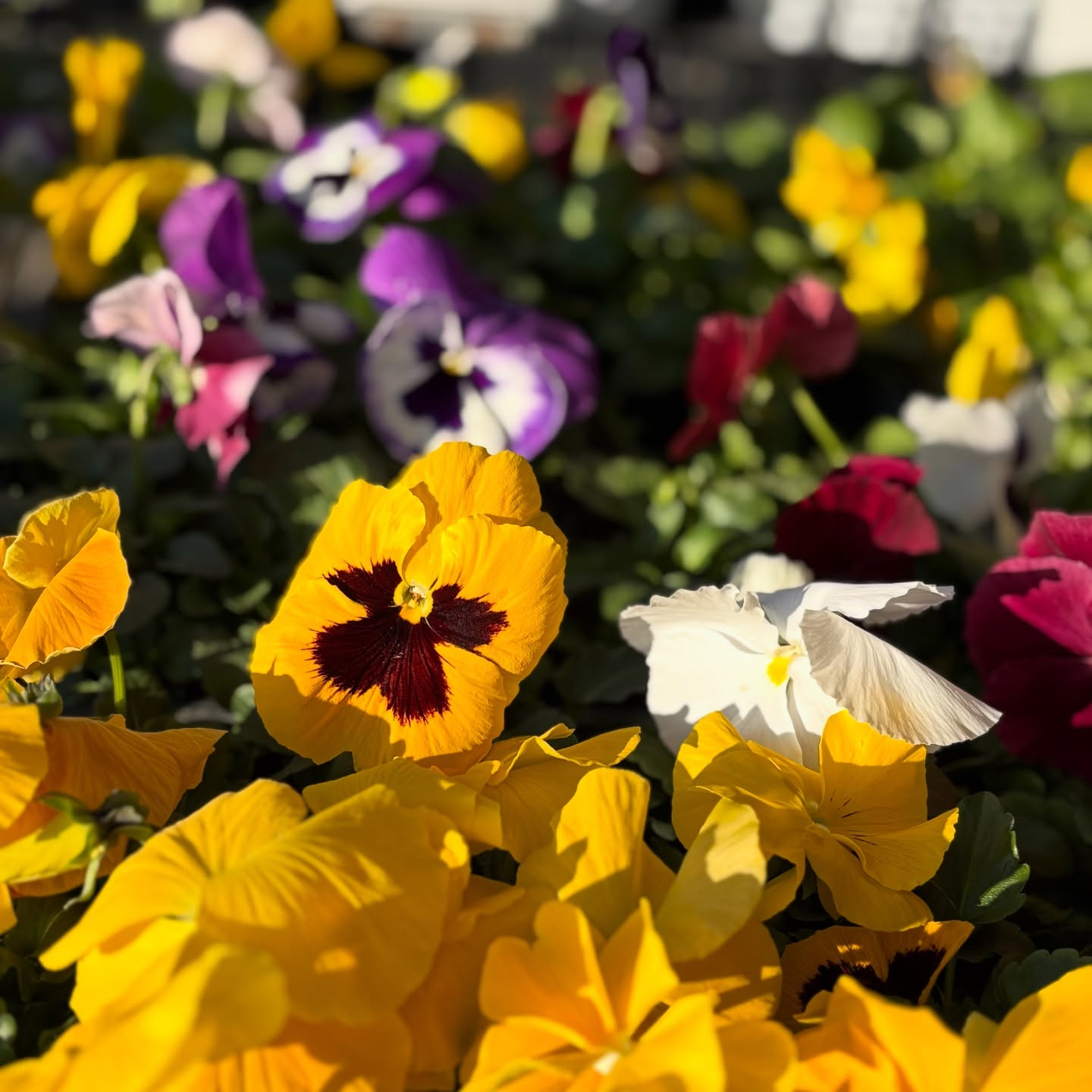 パンジー・ビオラ・スミレの苗が