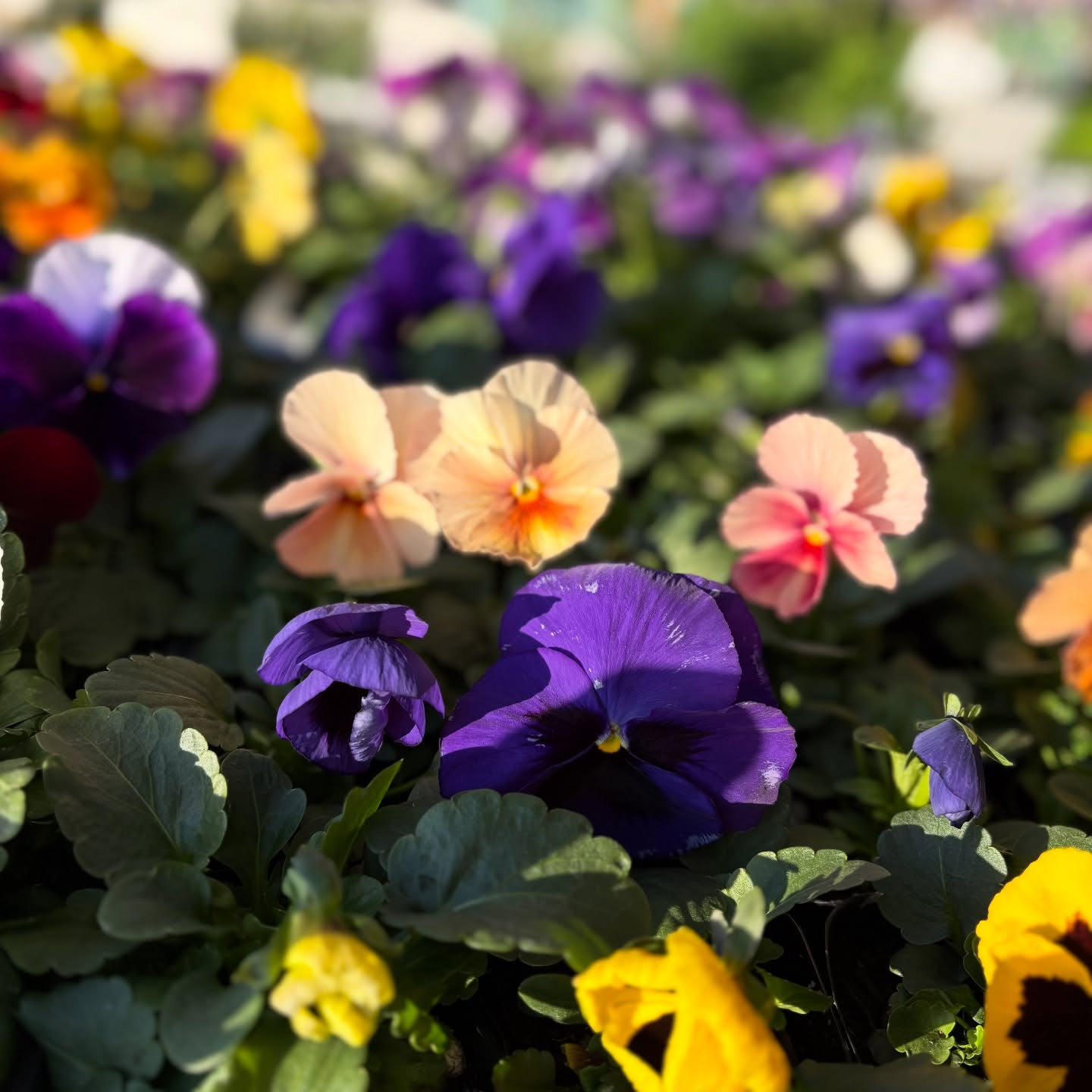 パンジー・ビオラ・スミレの苗が